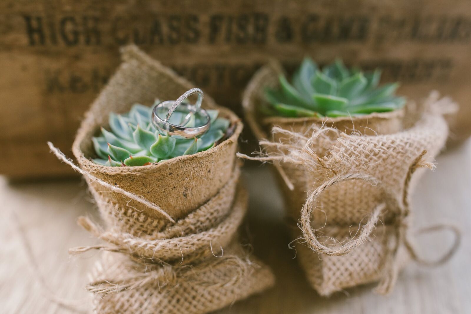 Wedding Suculants