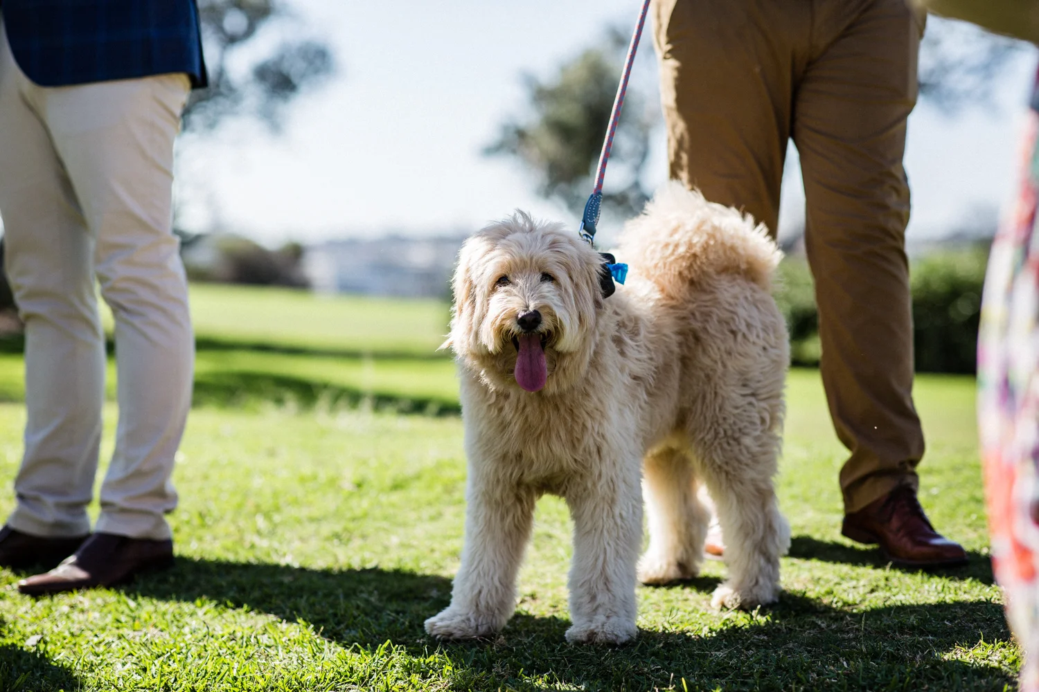 DOG AT WEDDING
