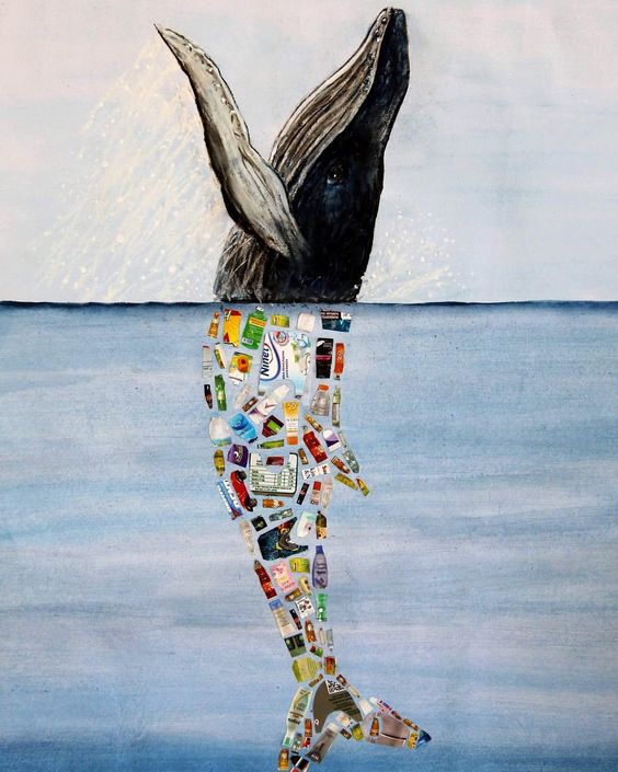 Image acquired from the Bow Seat Ocean Awareness Programs