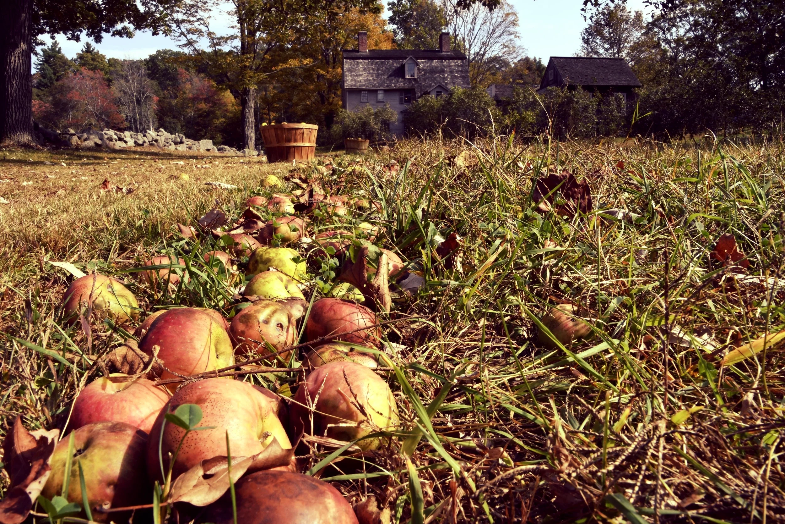 Apples in orchard.jpg