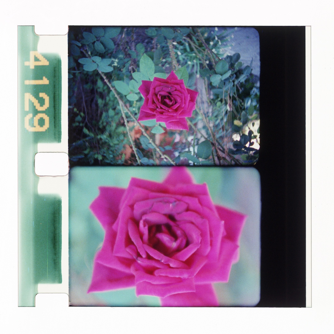 Rose