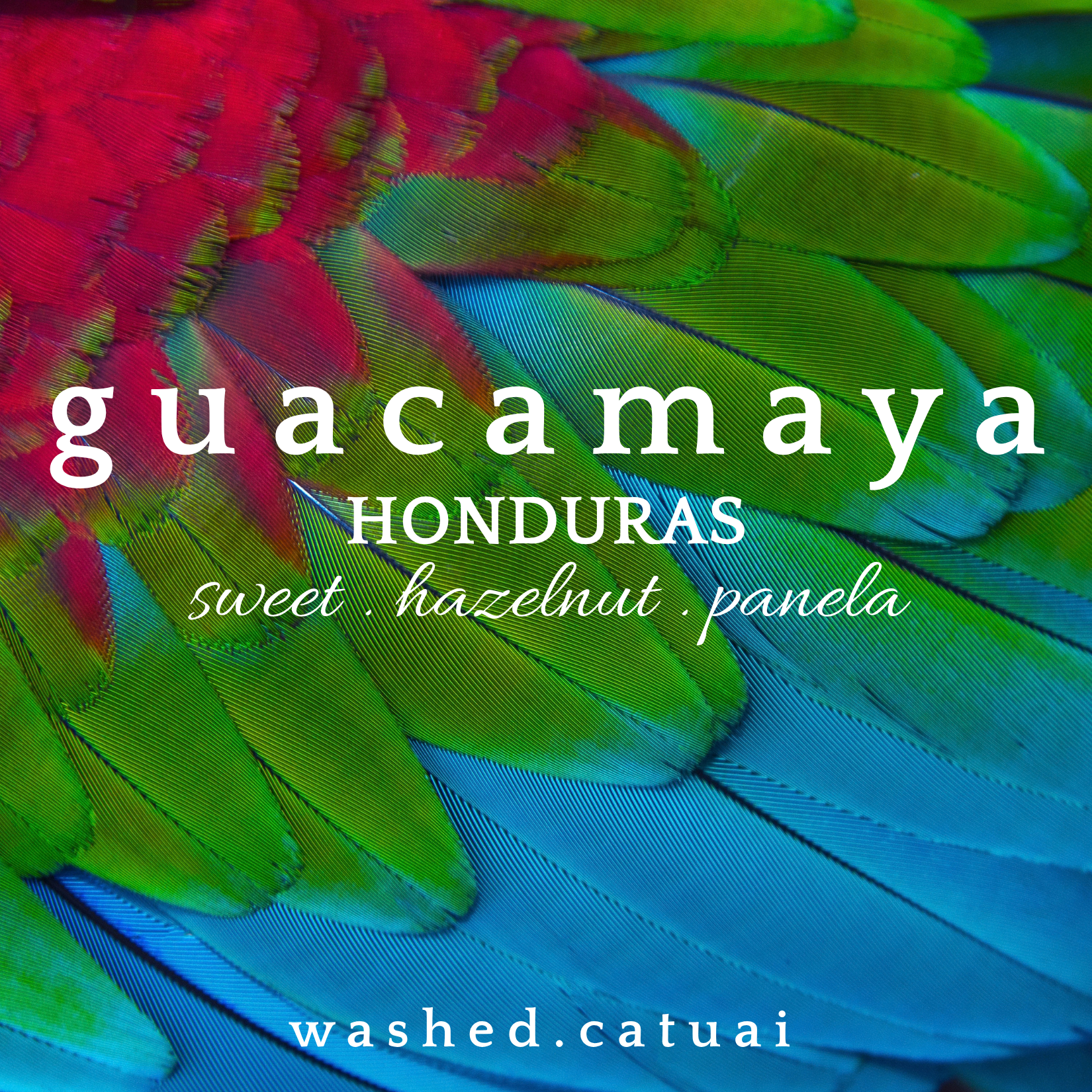 Guacamaya label - tasting notes sweet hazelnut panela.png