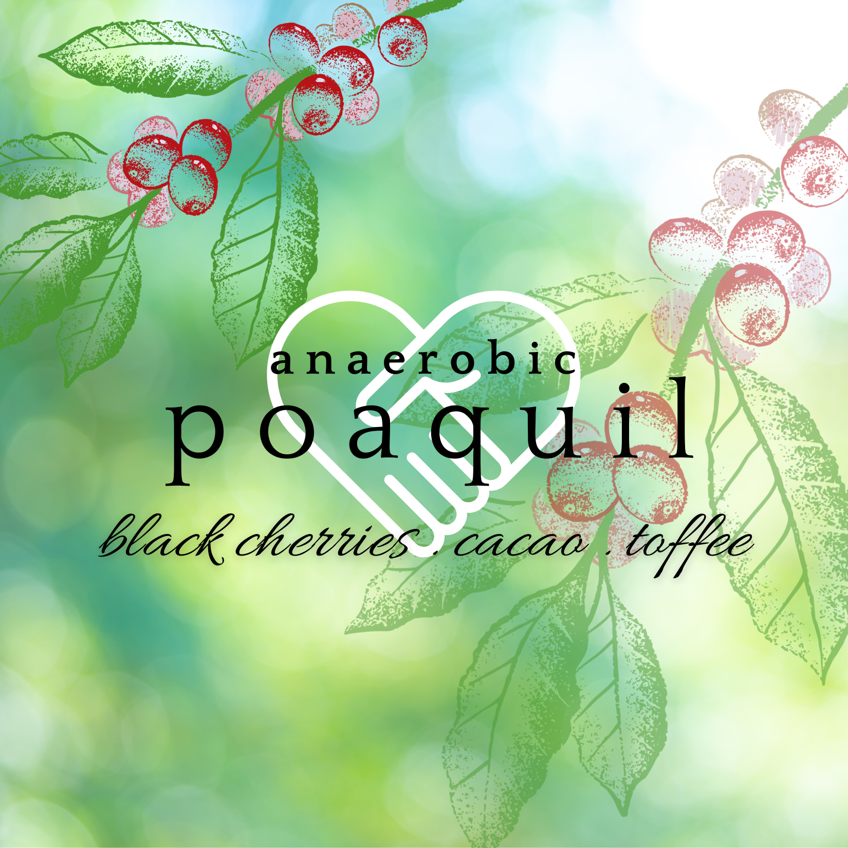 Square Poaquil Anaerobic.png