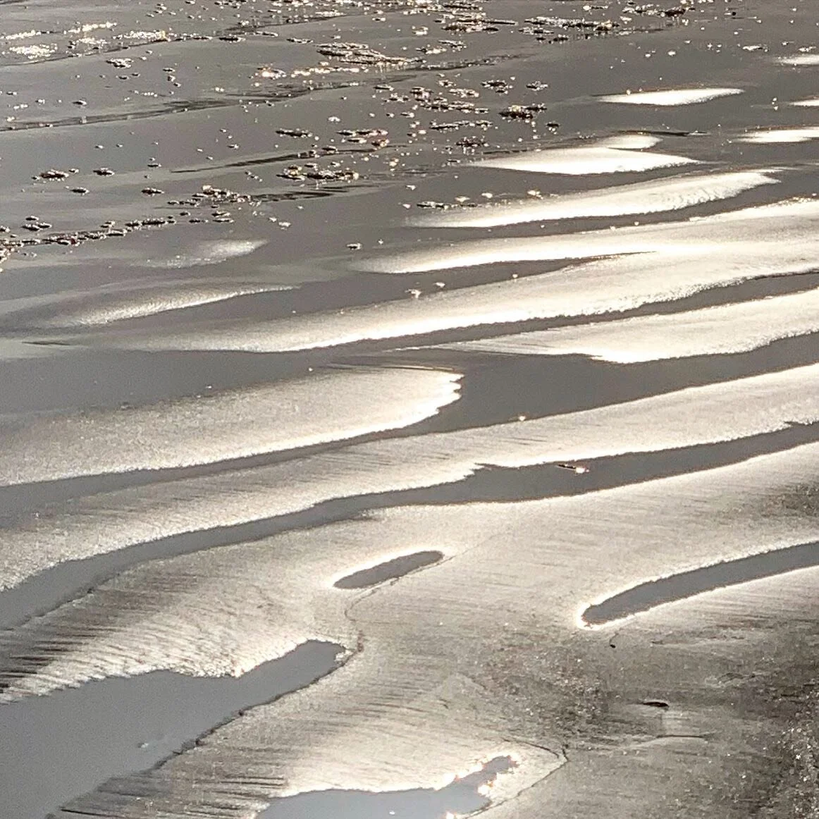 Walking dog beach in Coronado...sand filling the spaces between my toes and the sun illuminating the wet sand left by the wave that found its way back to sea.  My husband and I were hunting for clams, you have to look really closely for a tiny tuft o