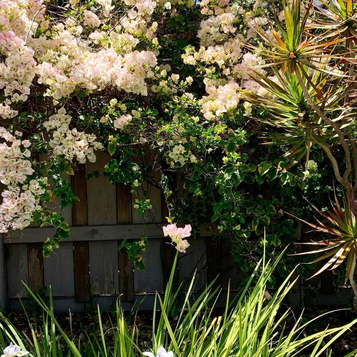 One of my favorite things to do when visiting Coronado is to walk the neighborhoods, soak in the visual charm of new and old homes, well established gardens, and enjoy the warmth of the day.  This trip I selected a few new streets and reaped a bounty