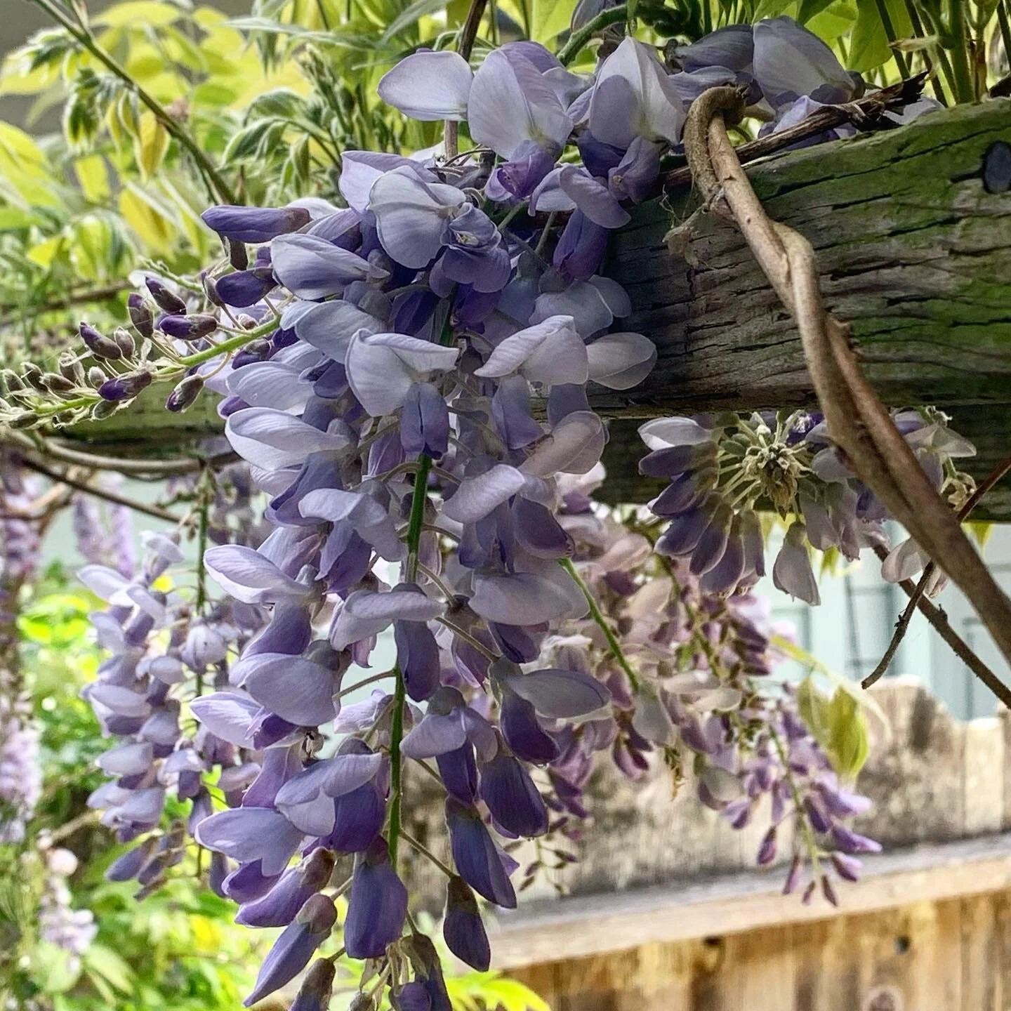 Is it our frame of mind or the novelty?

Many times when we have guests in our home they get so excited when they see the local deer family meandering down the road, taking their time as they scavenge one yard and then another.  I cringe and wonder w