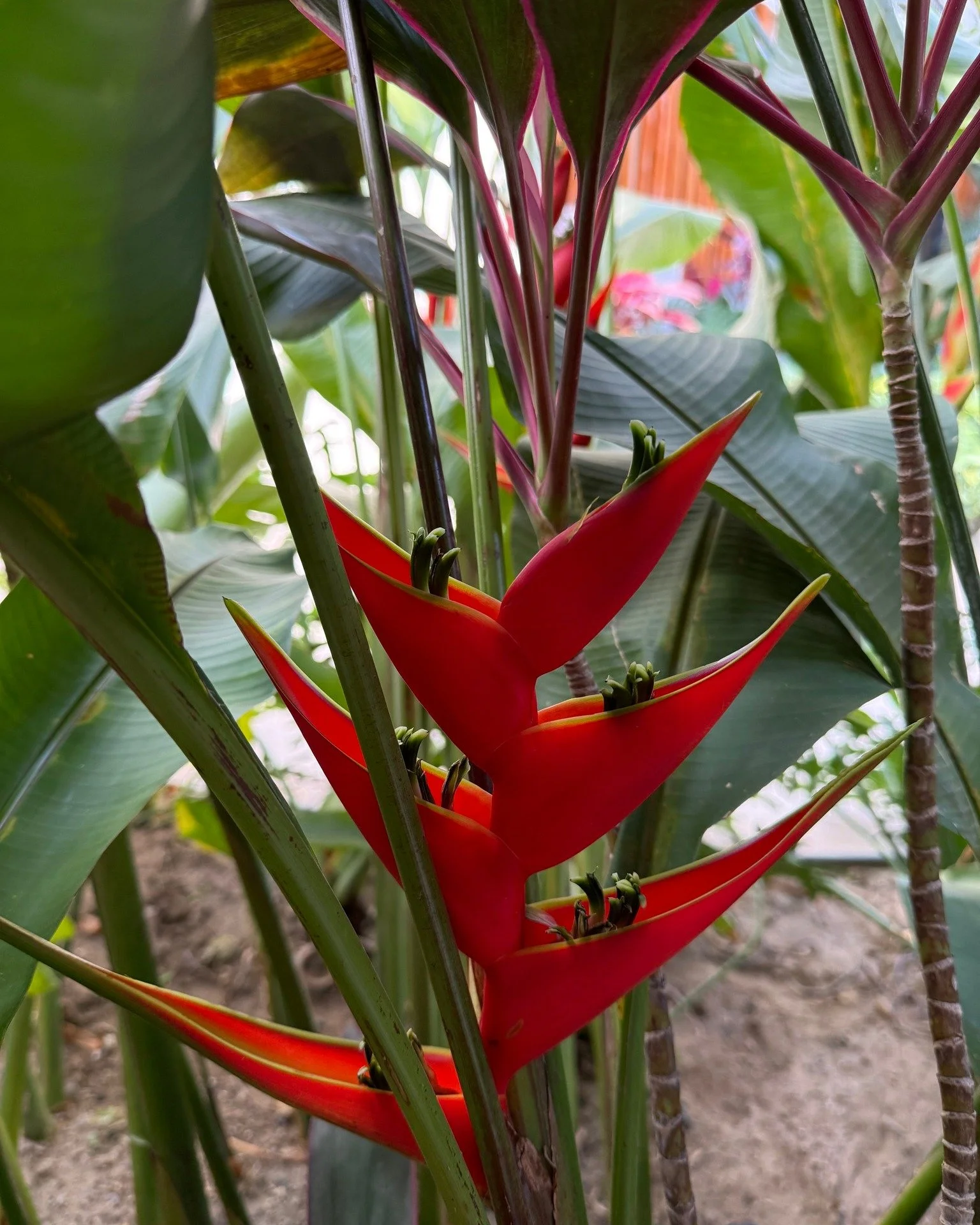 Who needs outdoor sculpture when you have natural foliage as art.

#janamagginetti