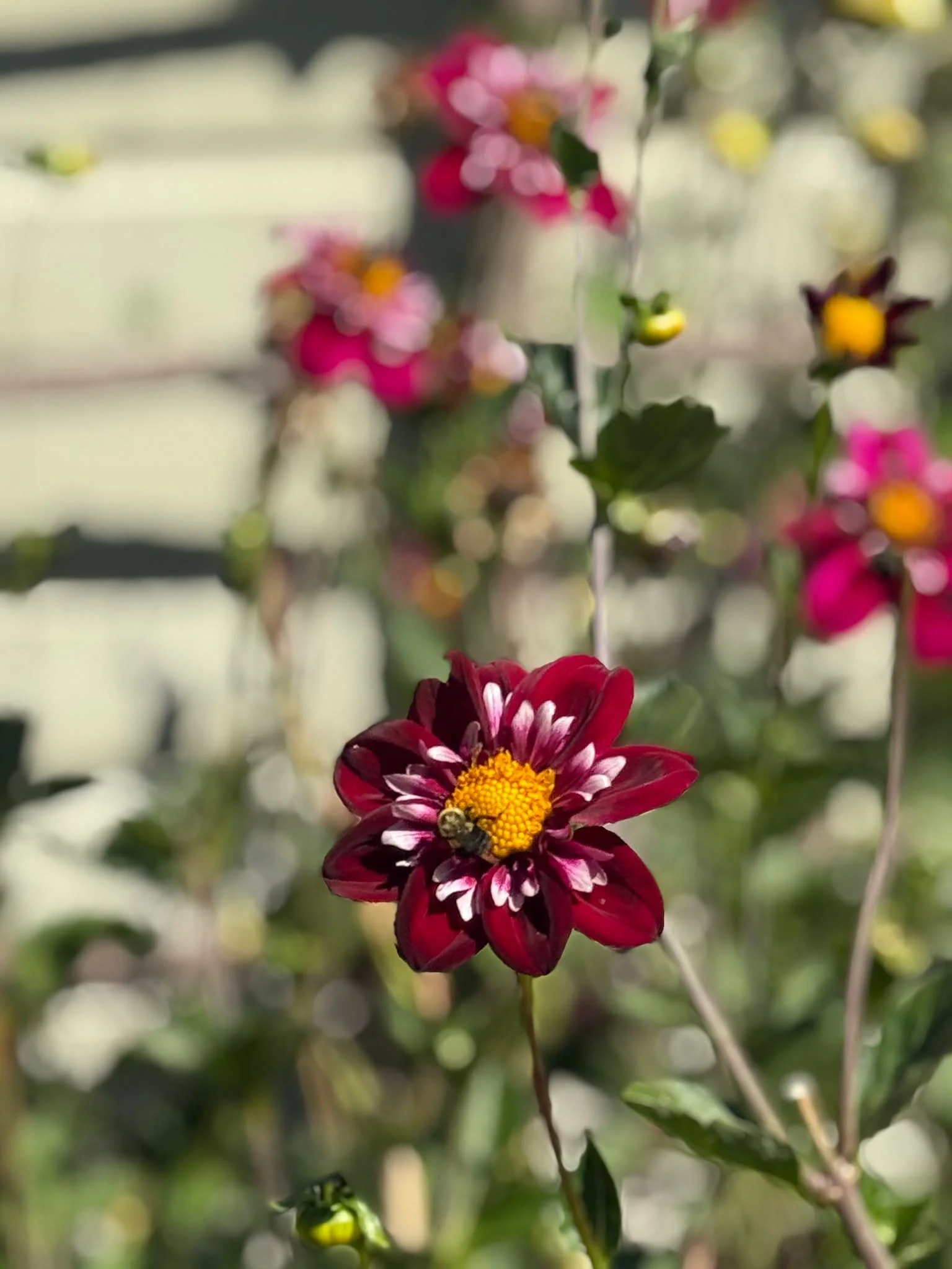 Walking through Earthbound Farm&rsquo;s garden enjoying the beautiful flowers and busy bees.

@earthboundfarm 
#janamagginetti