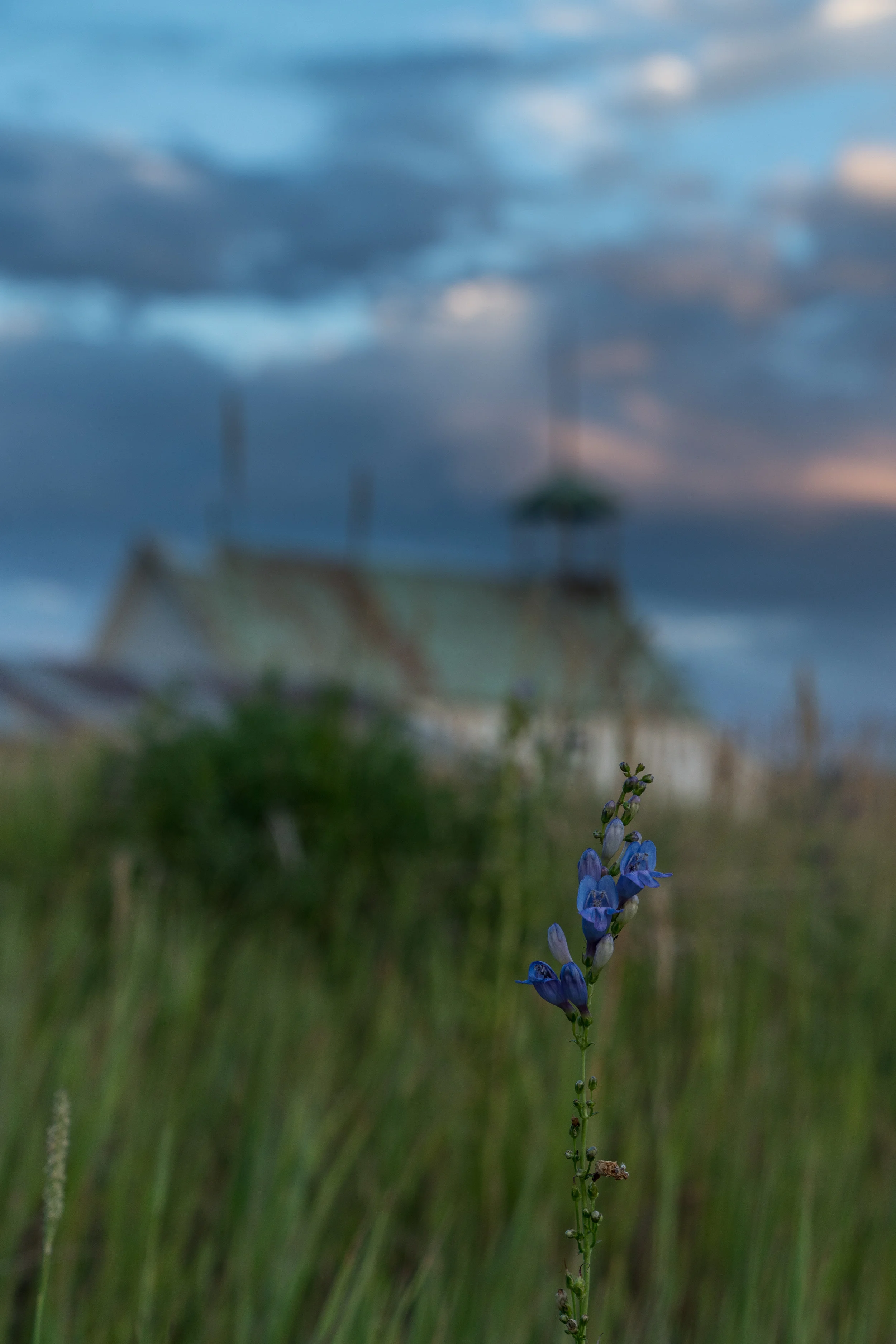 Wildflowers and such...
