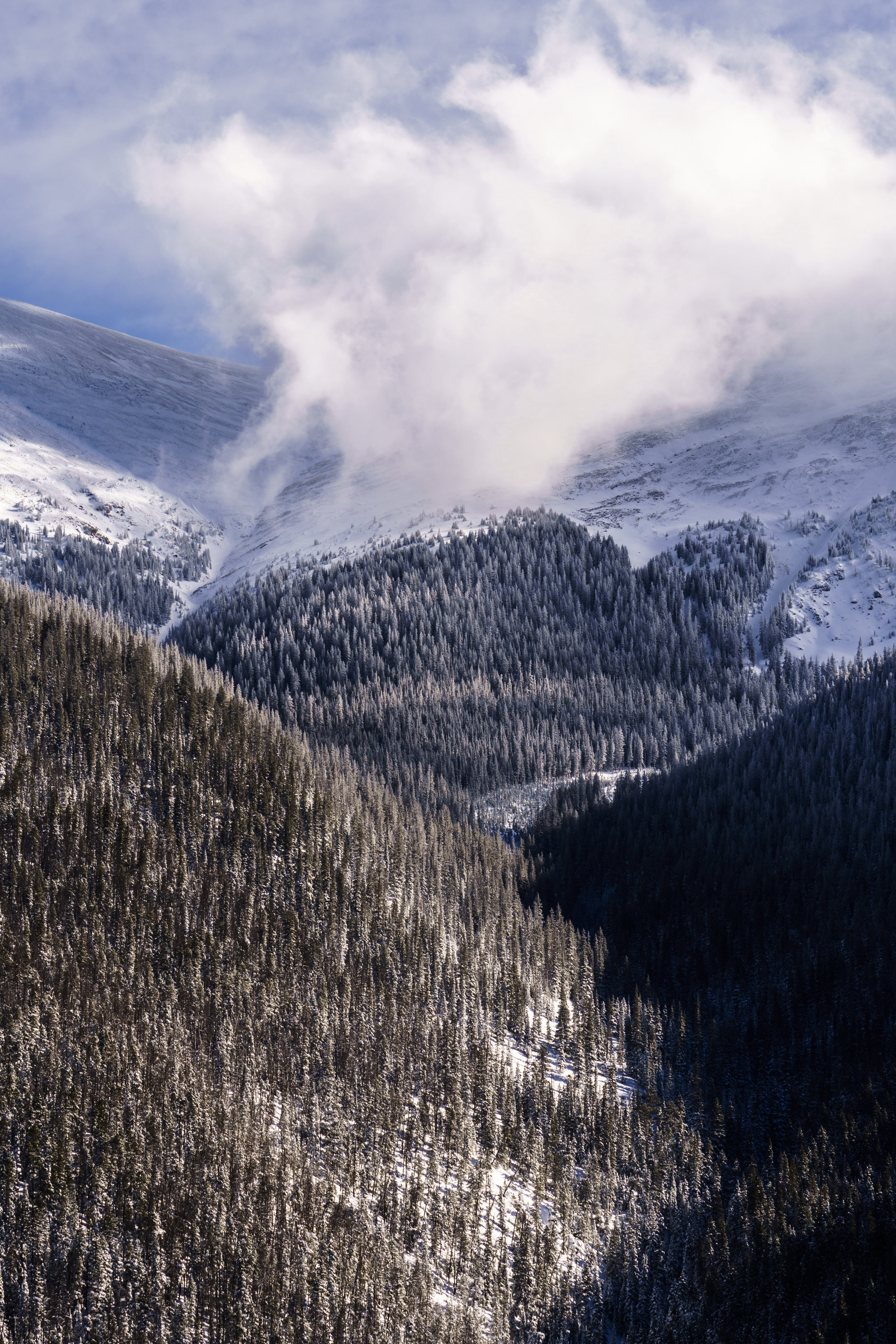 Spruce and Angles - Framed on Watercolor paper