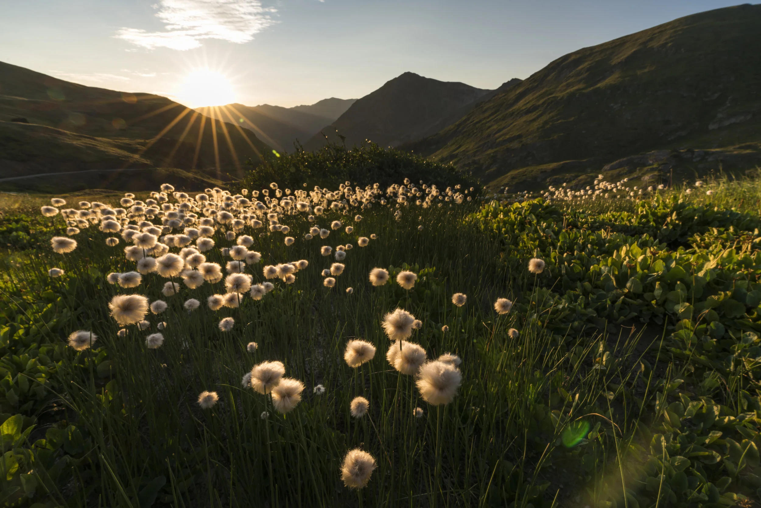 Cotton Grass - 24"x36" Acrylic