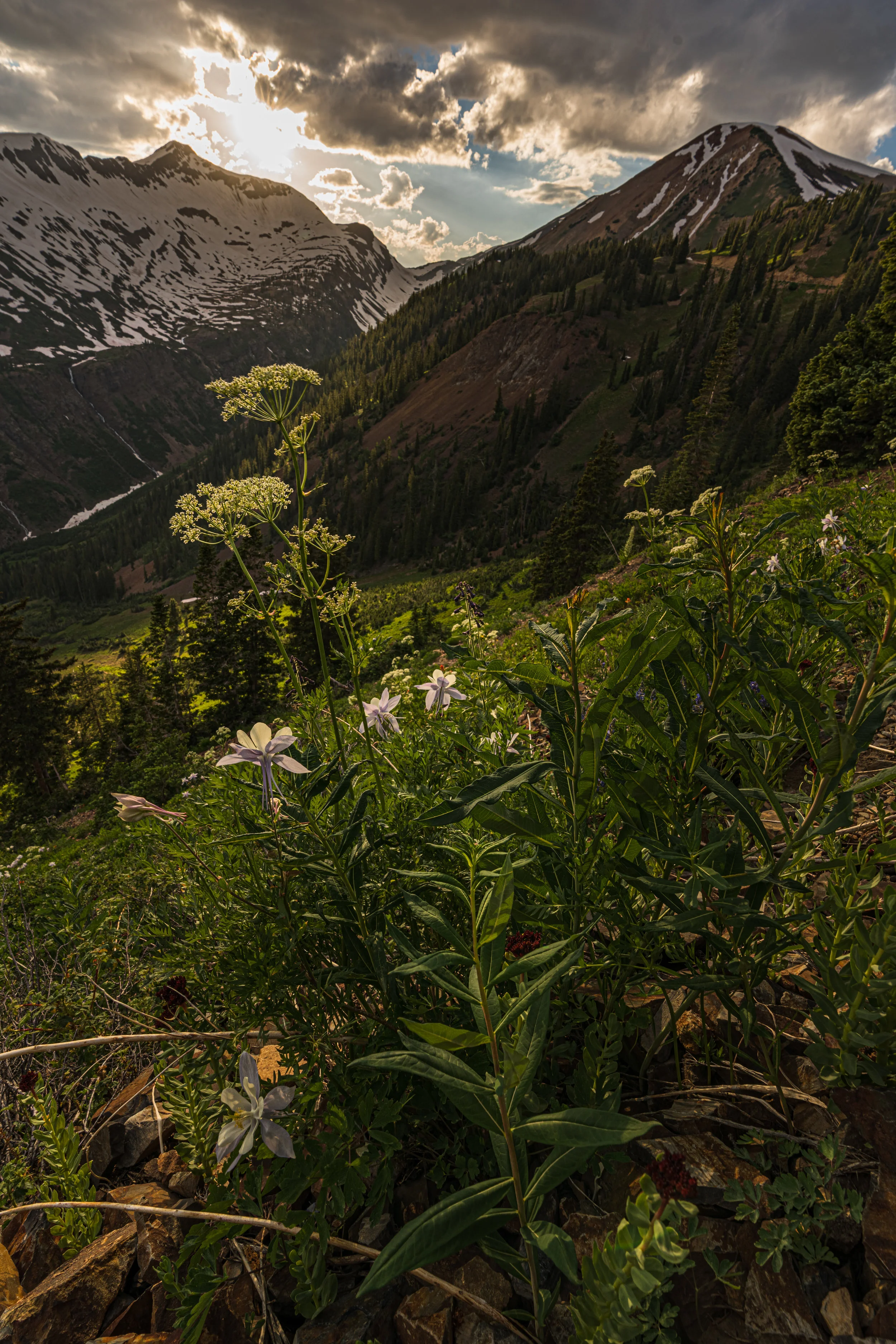 Yule Pass - Columbine...
