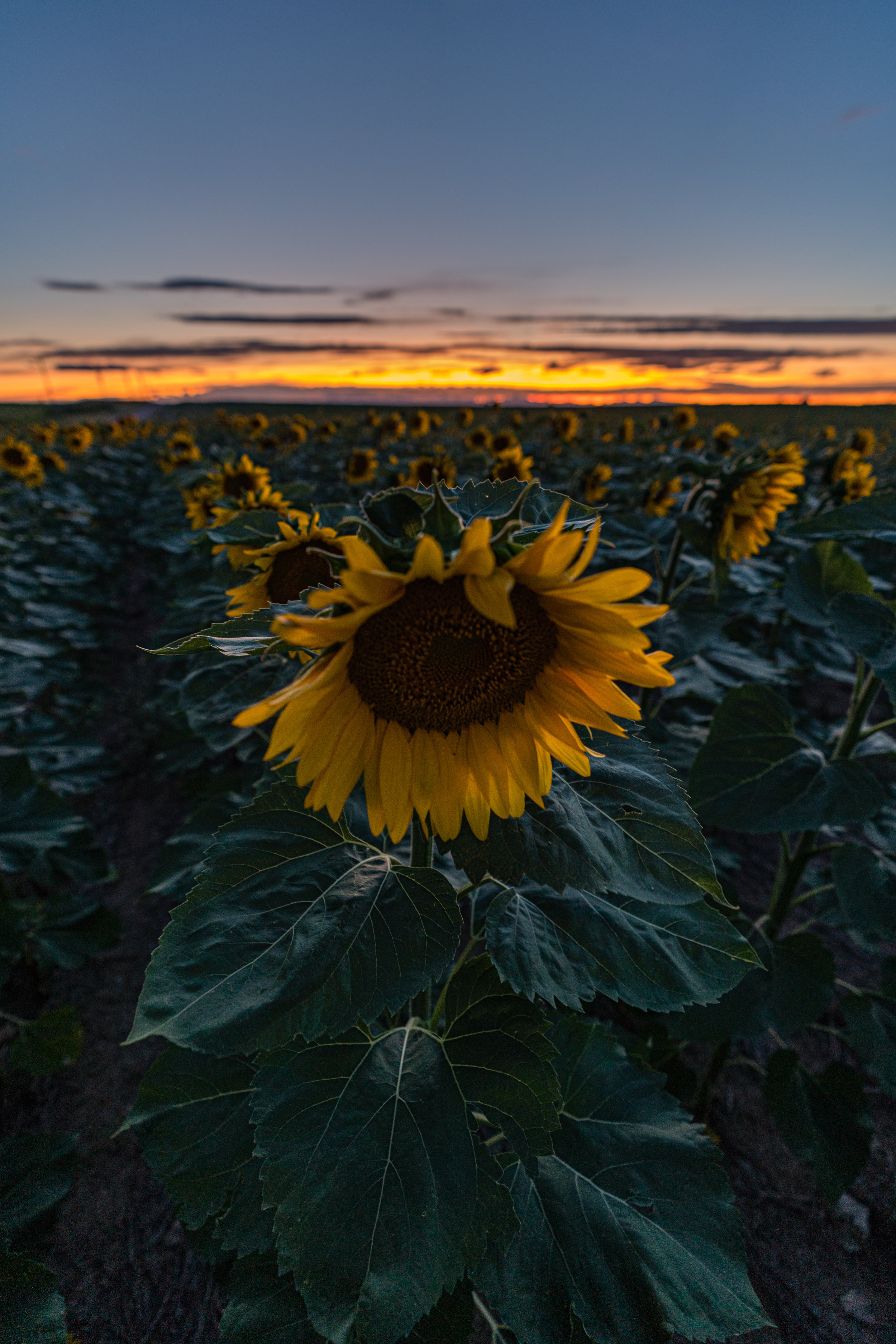 DIA Sunflowers - 8/19 II