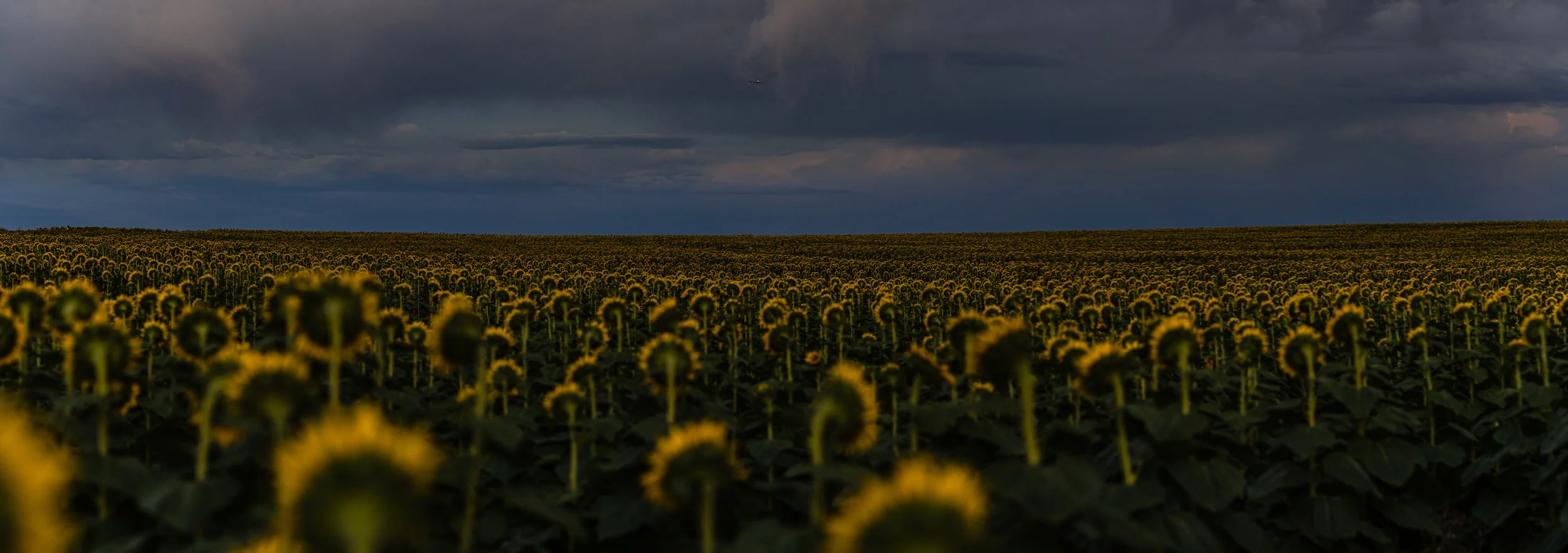 DIA Sunflowers - 8/19 Panorama