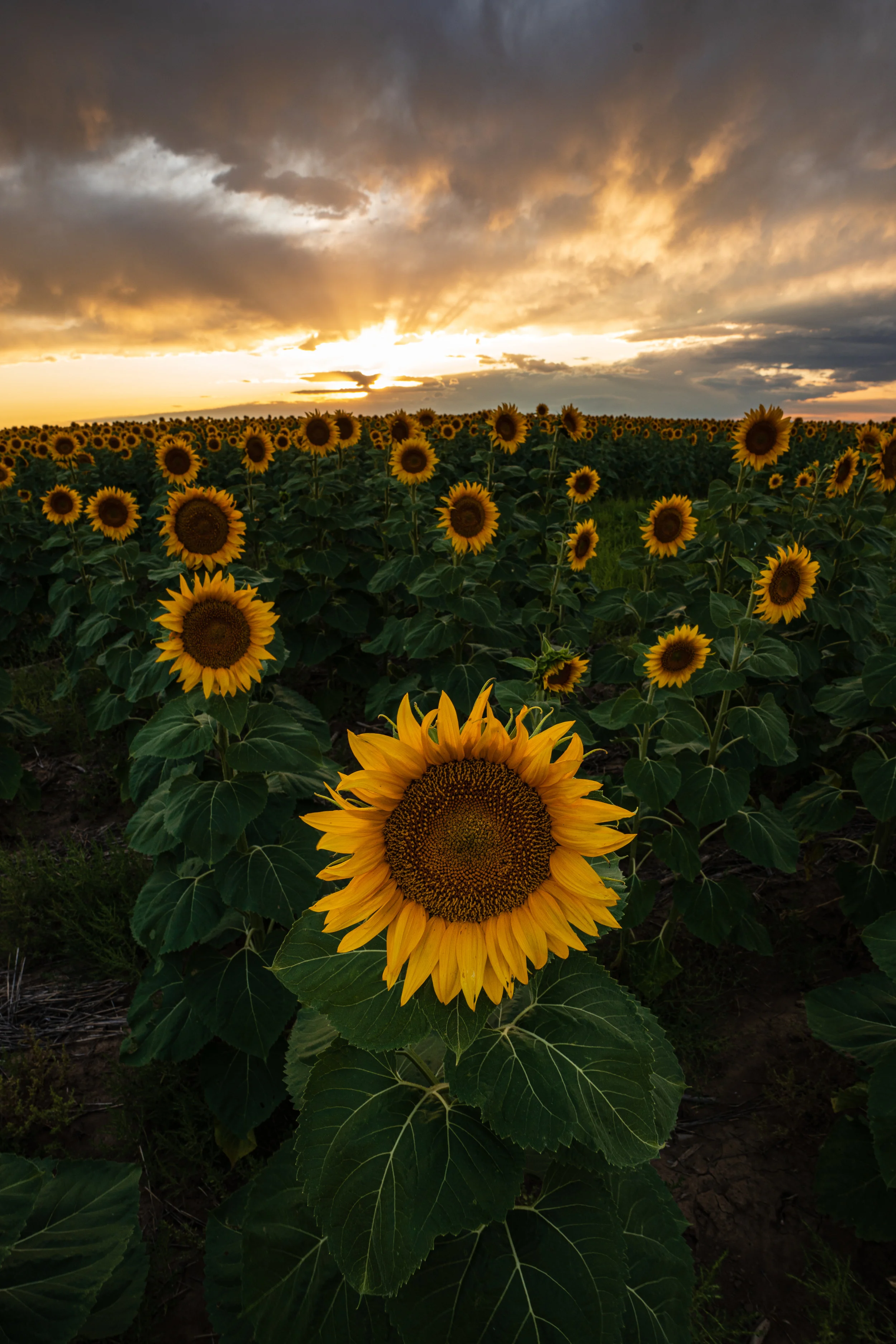 DIA Sunflowers - 8/19 III
