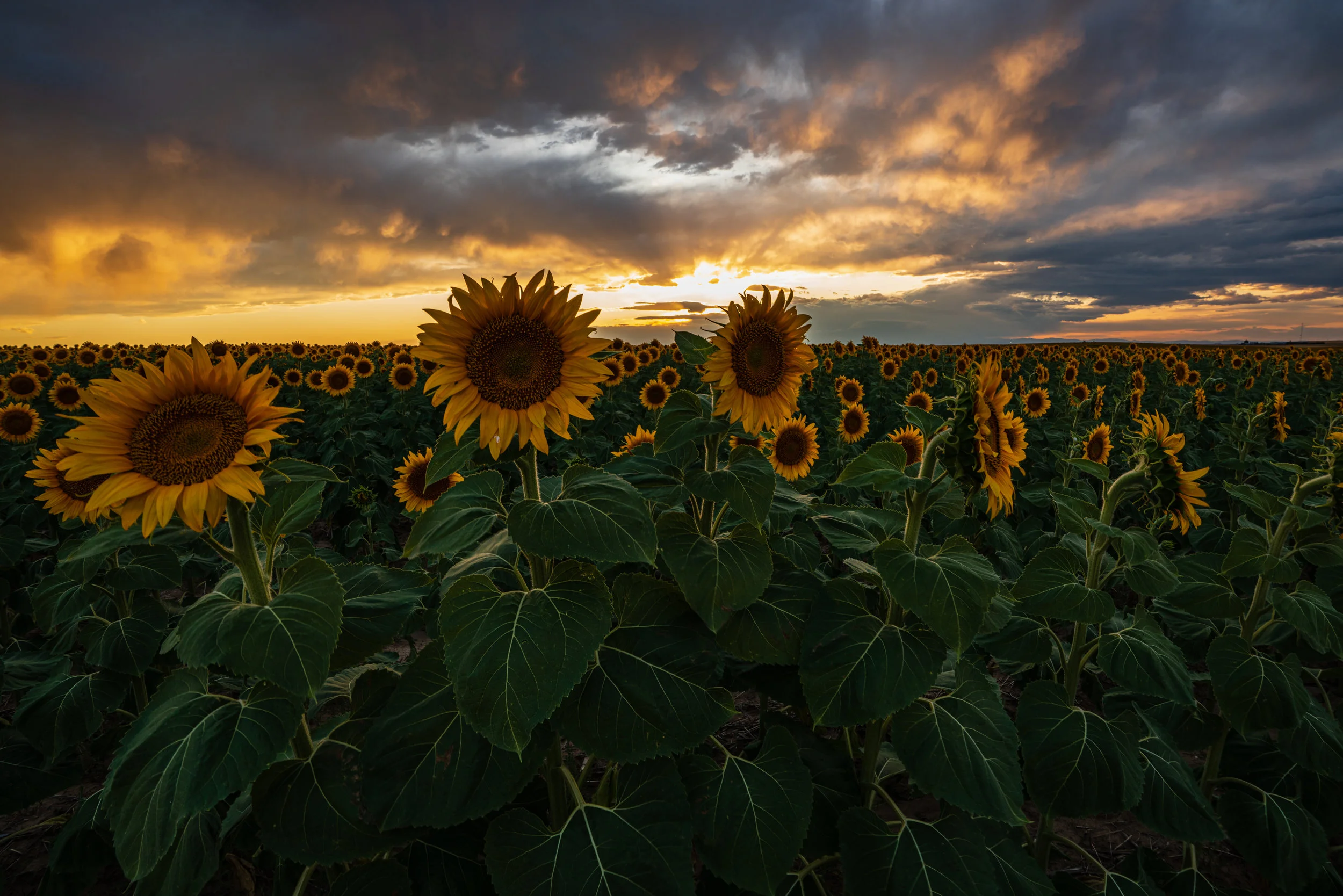 DIA Sunflowers - 8/19 IV
