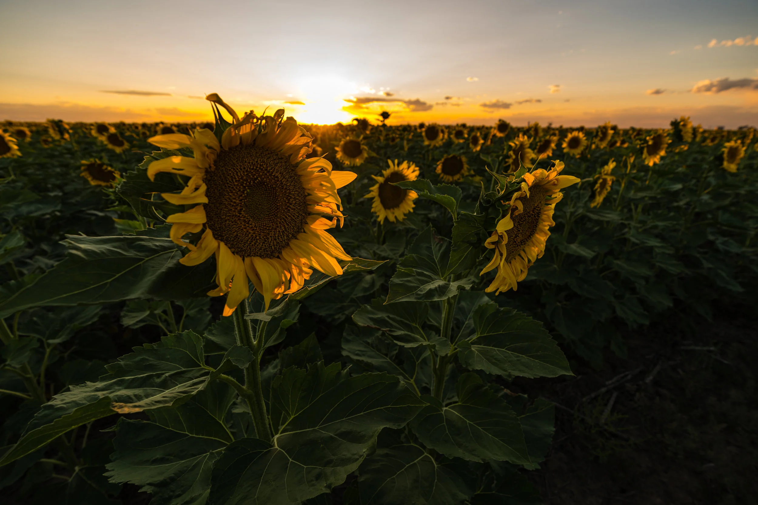 DIA Sunflowers - 8/19 V