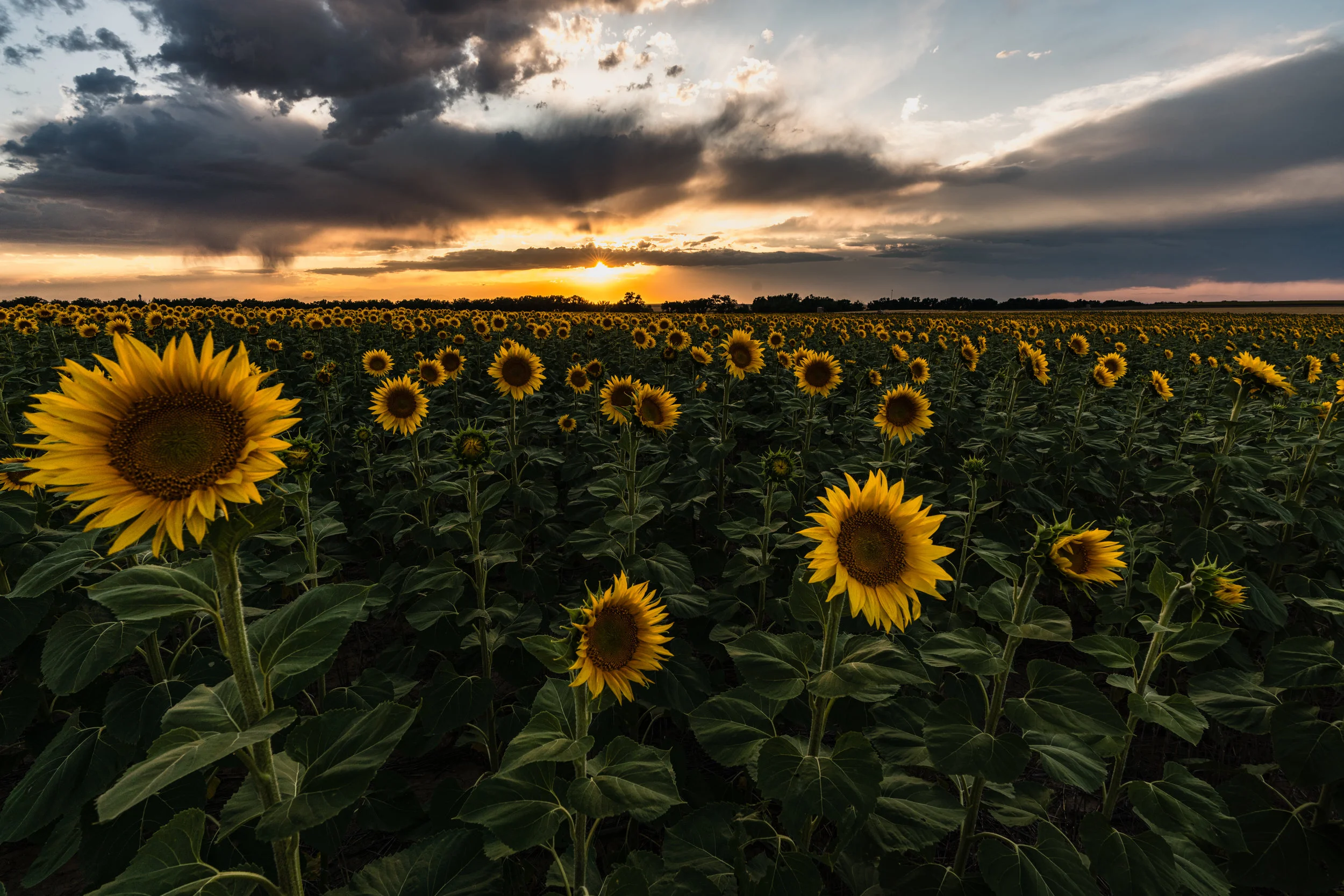 DIA Sunflowers - 8/19 VI