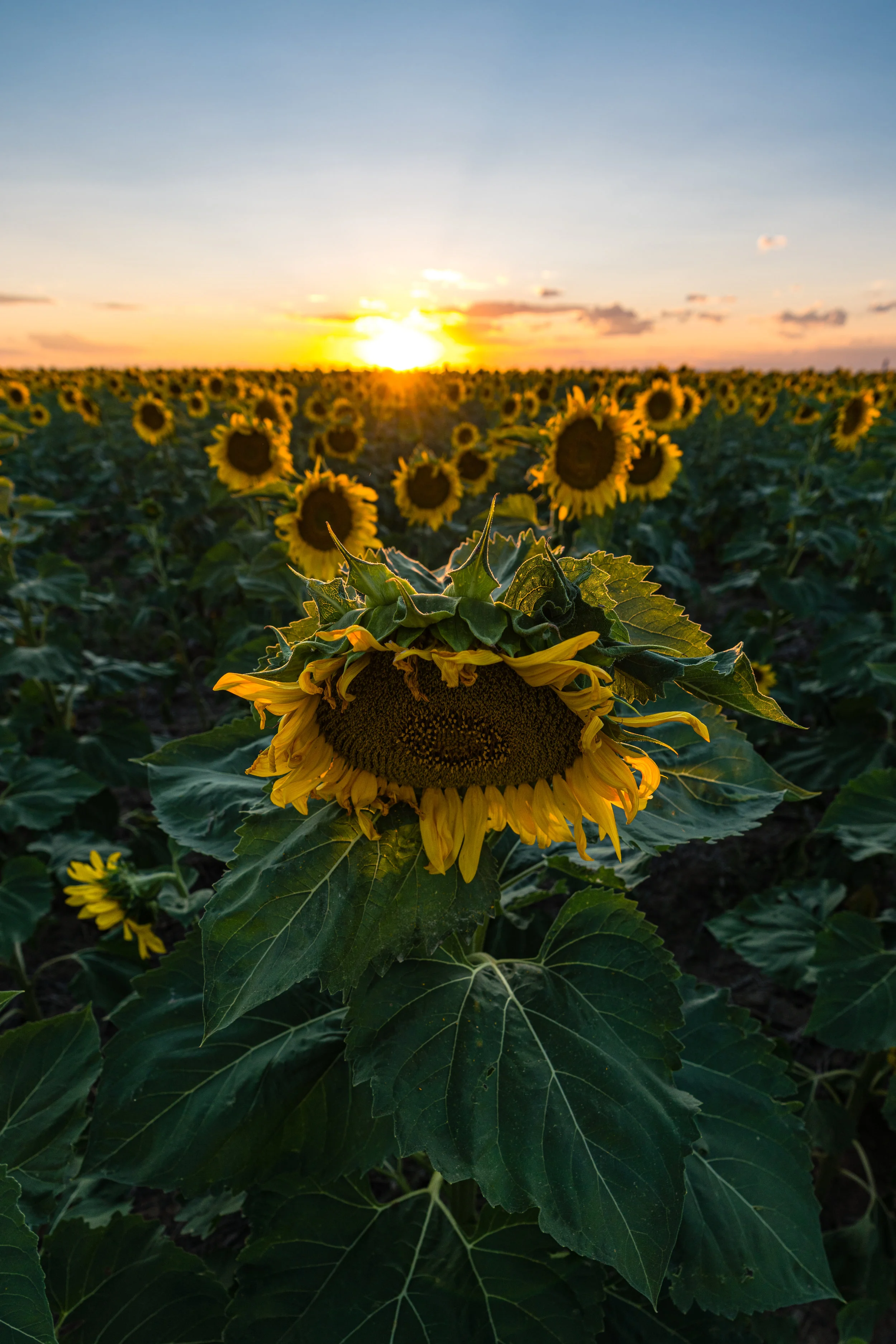 DIA Sunflowers - 8/19 VIII
