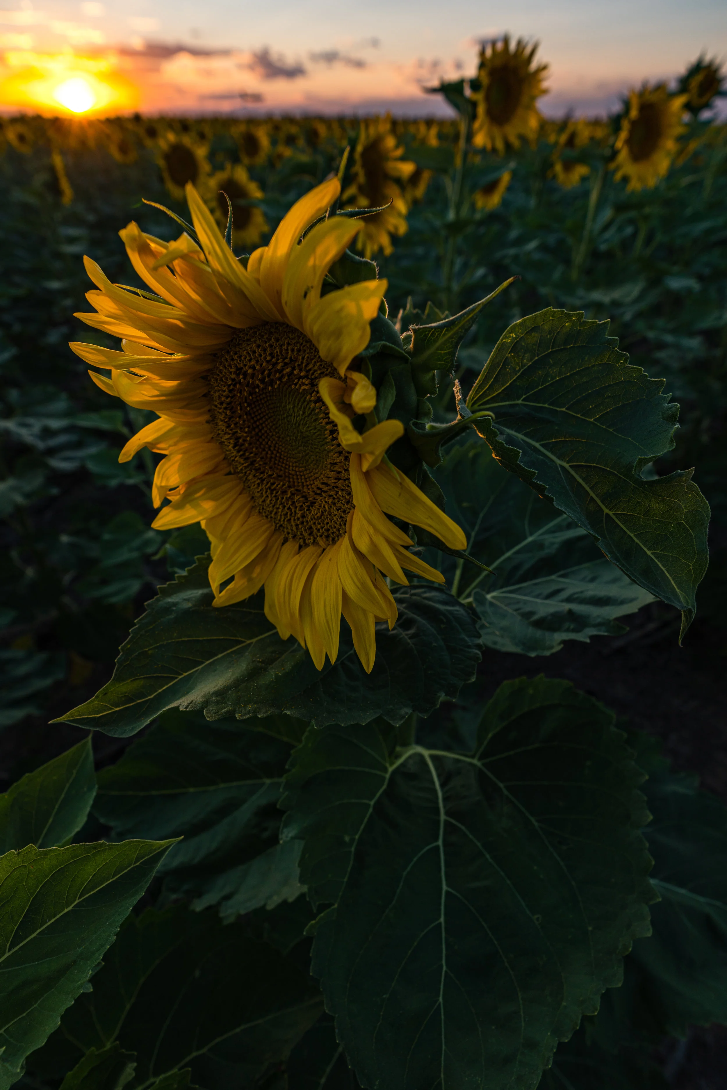 DIA Sunflowers - 8/19 IX