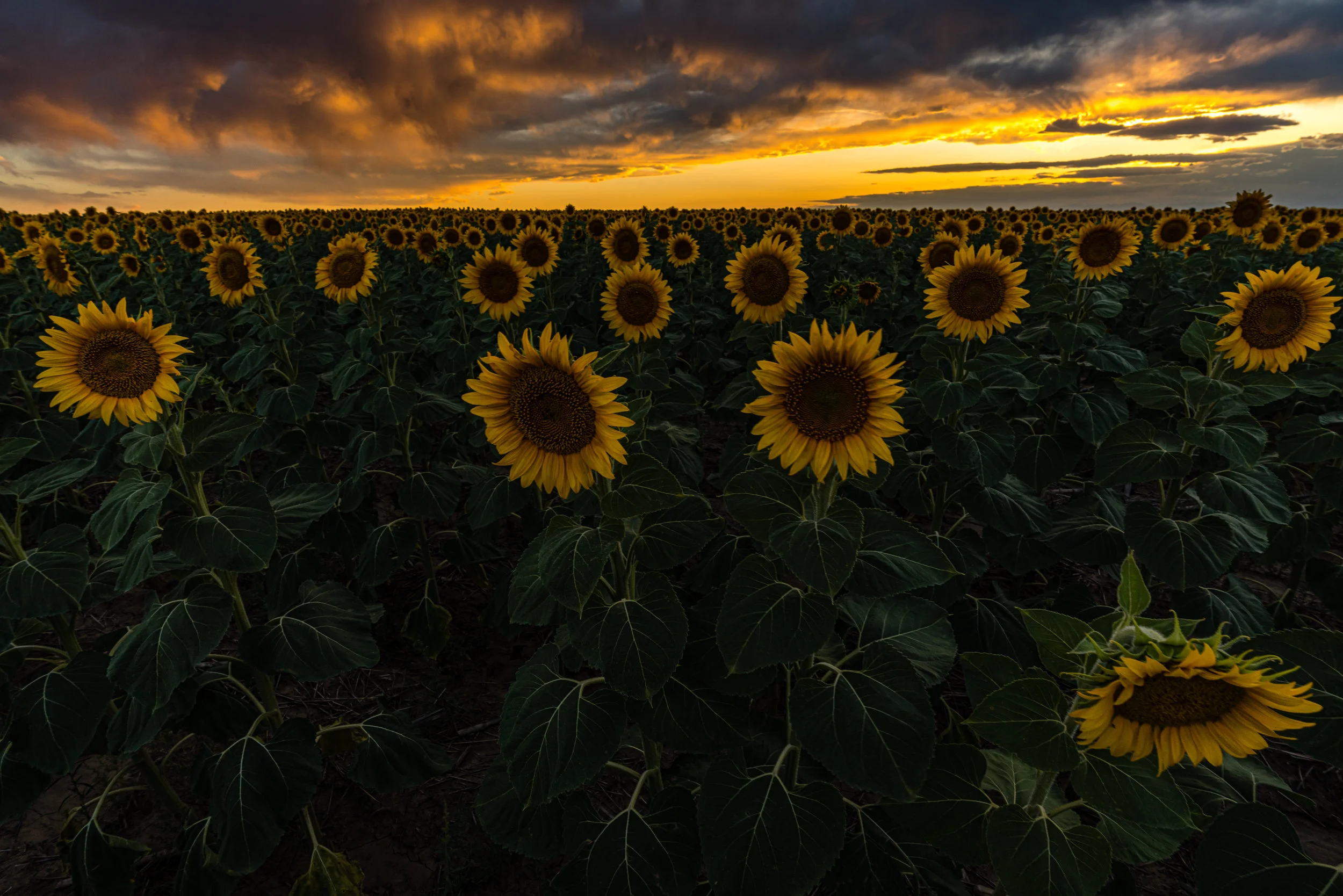 DIA Sunflowers - 8/19 XII
