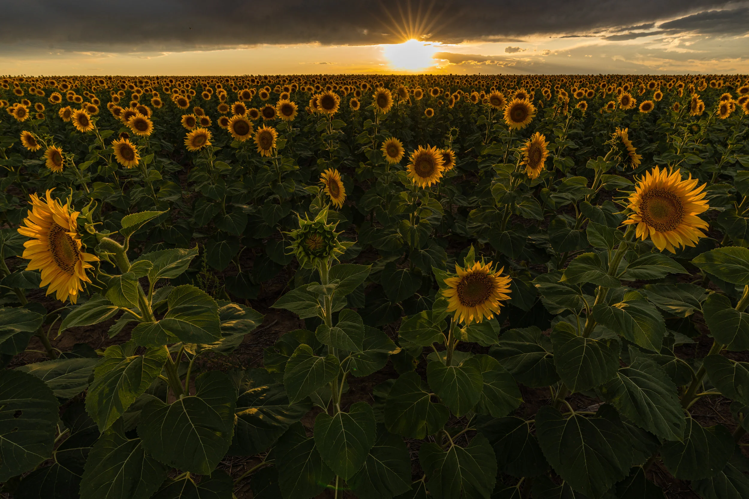 DIA Sunflowers - 8/19 X