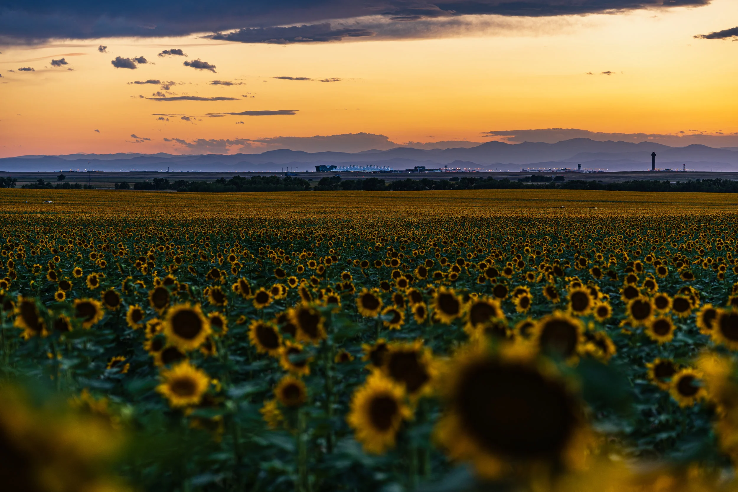 DIA Sunflowers - 8/19 XIII