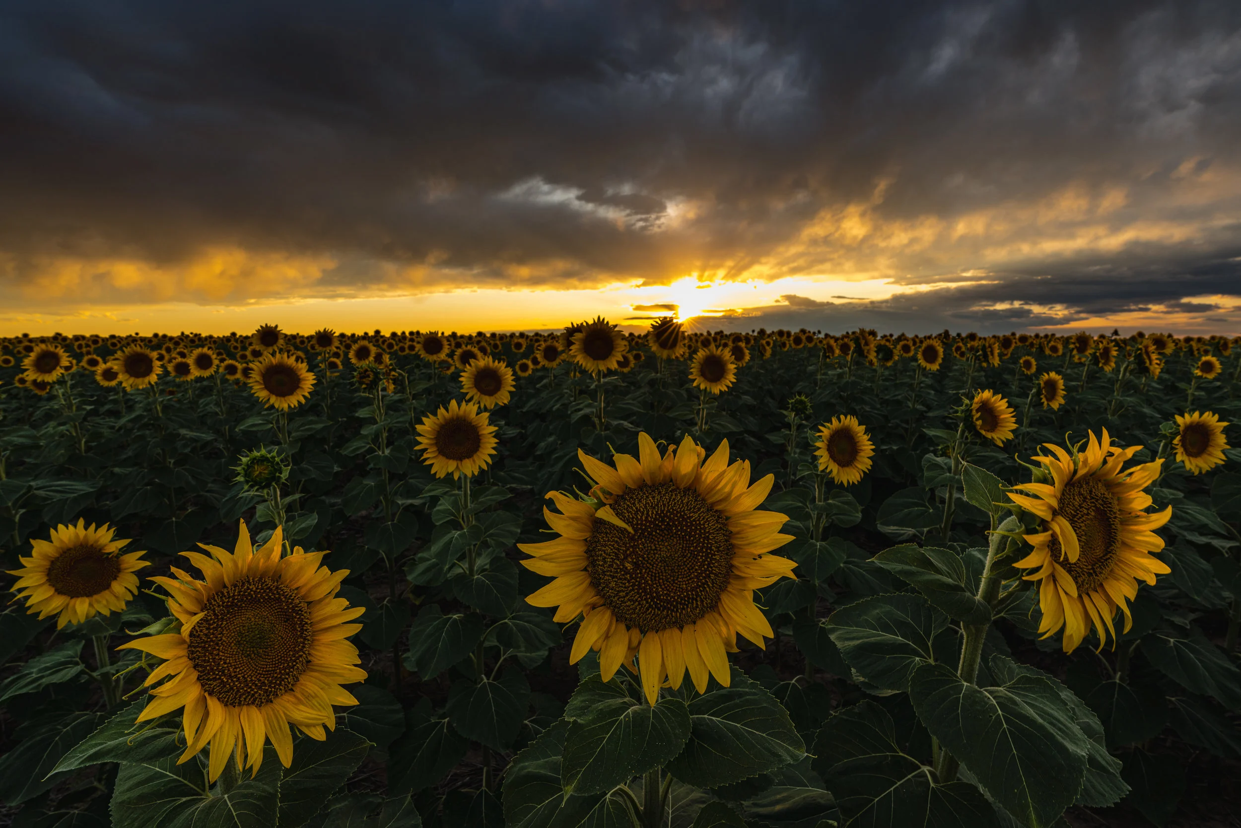 DIA Sunflowers - 8/19 XIV