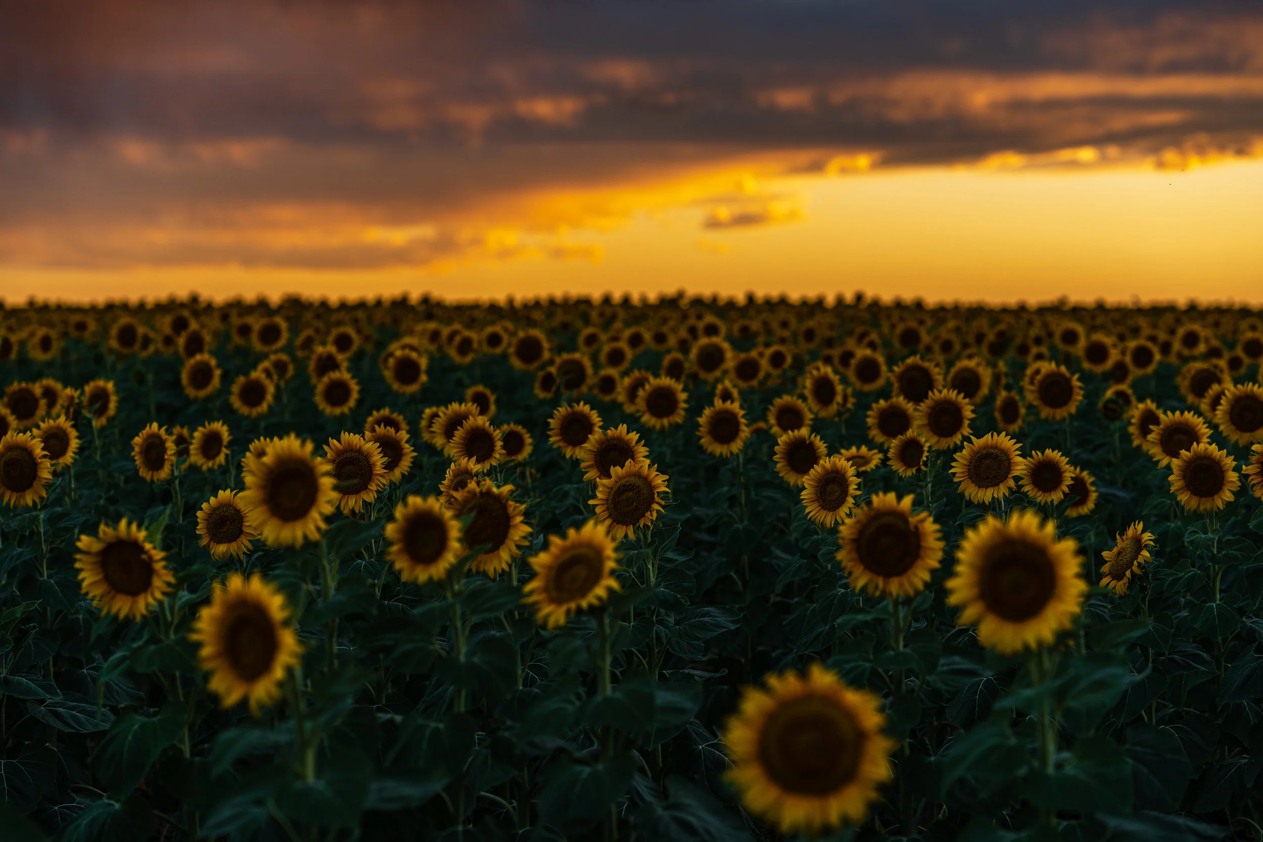 DIA Sunflowers - 8/19 XV