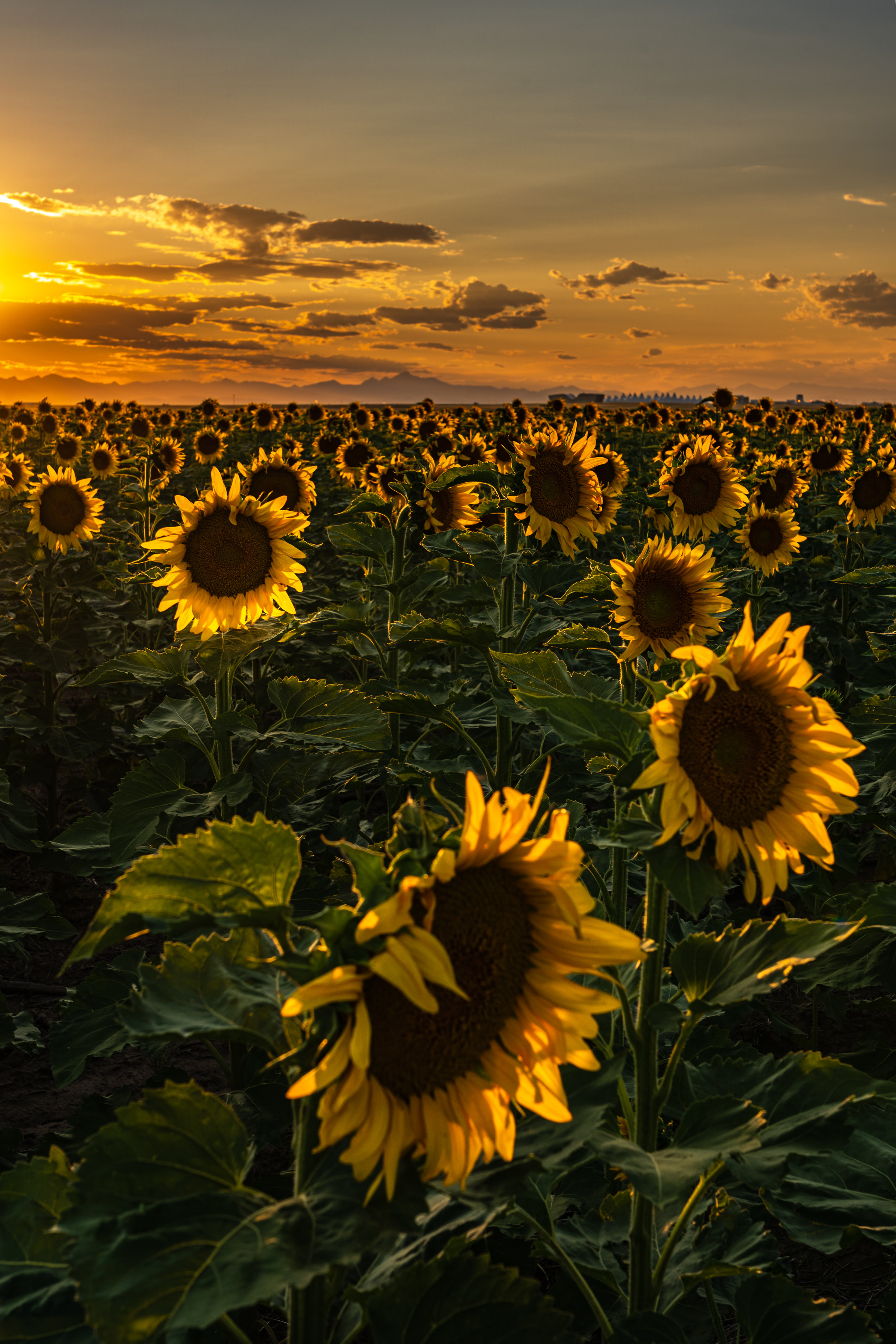 DIA Sunflowers - 8/19 I