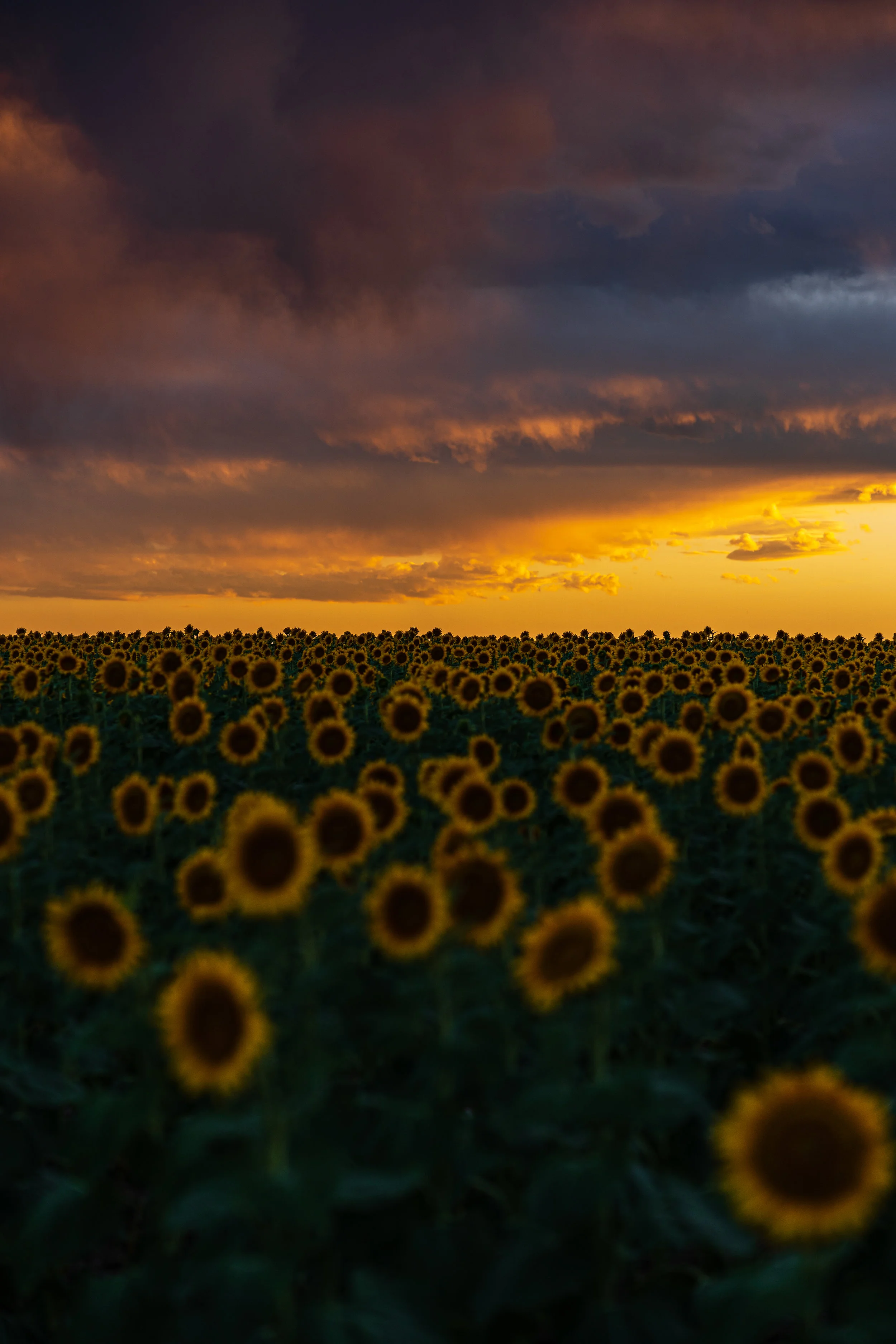 DIA Sunflowers - 8/19 XIV