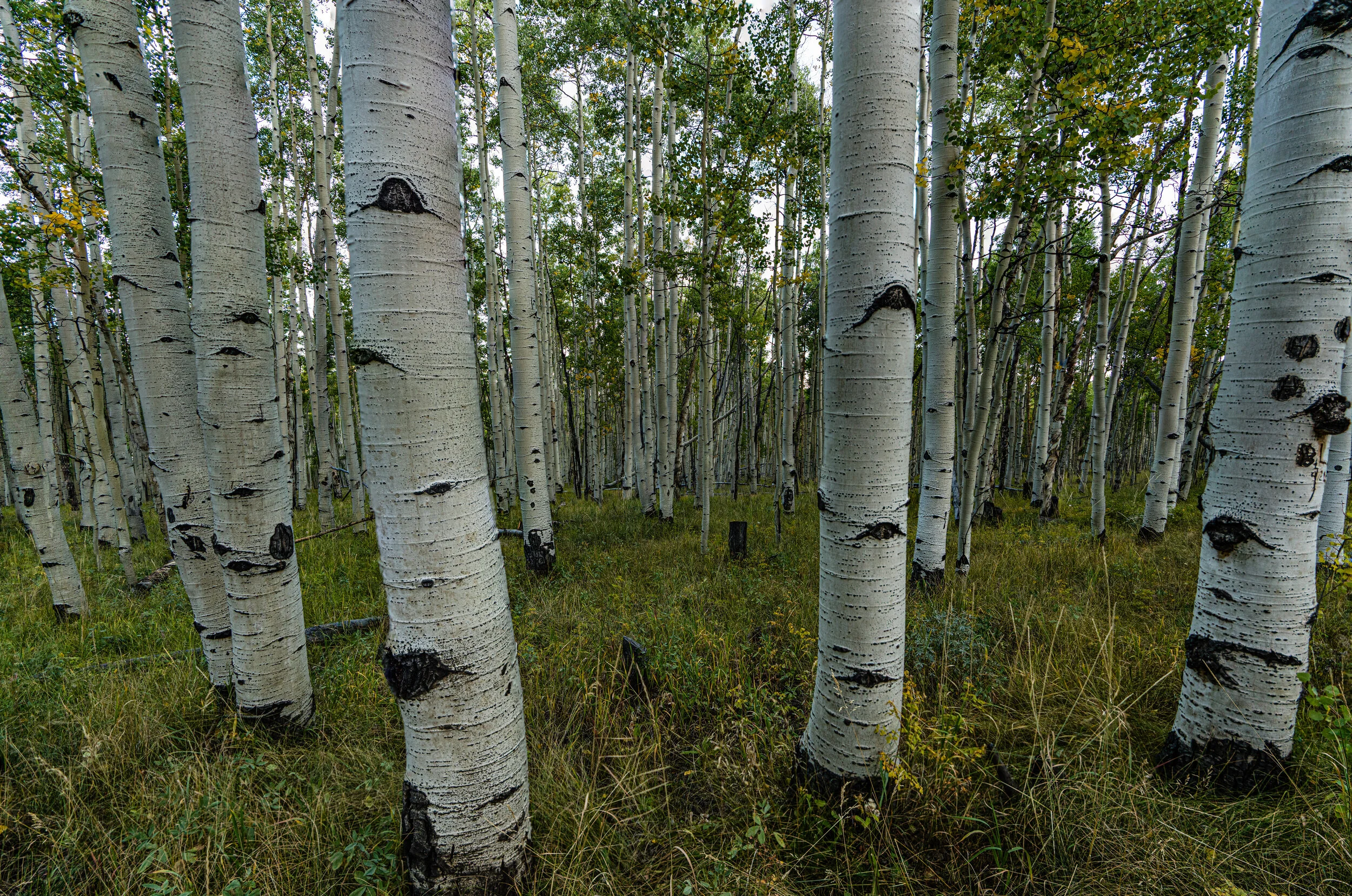 Cinque - Fall 2019 III