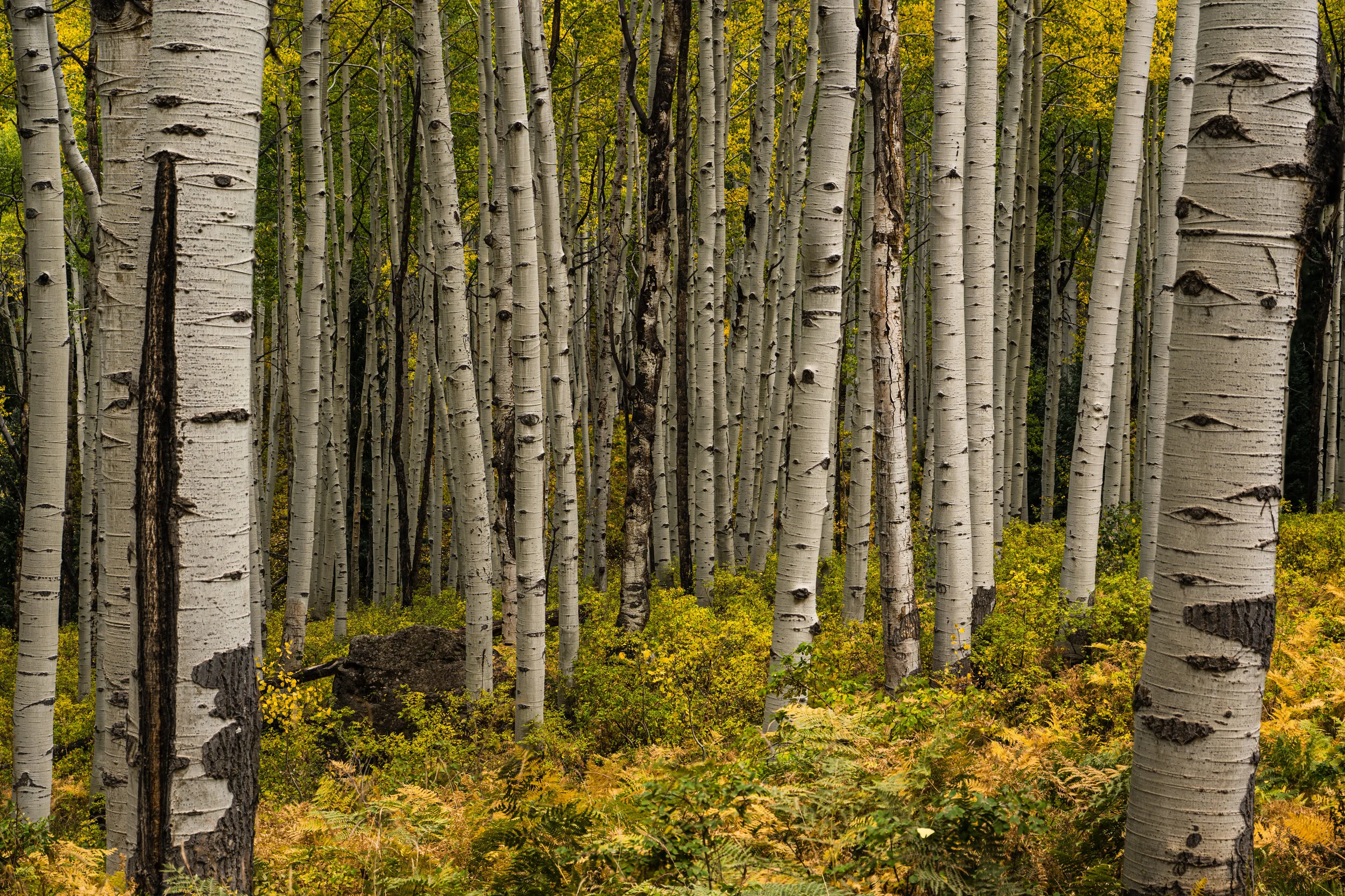 Kebler Pass - Focus Stack