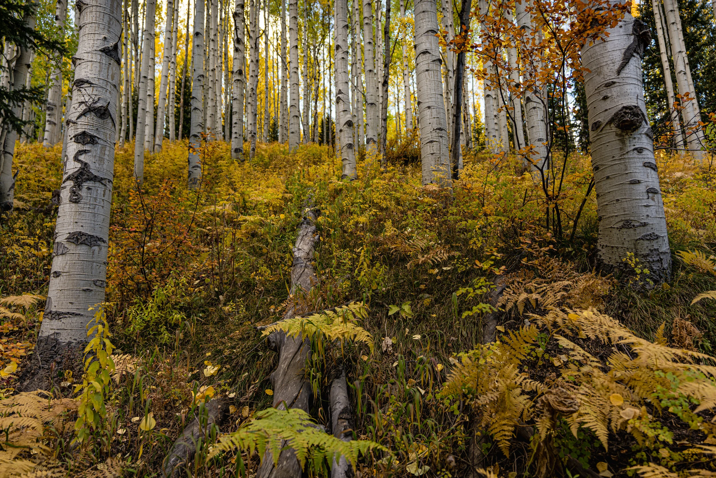 Ohio Pass - Groundcover