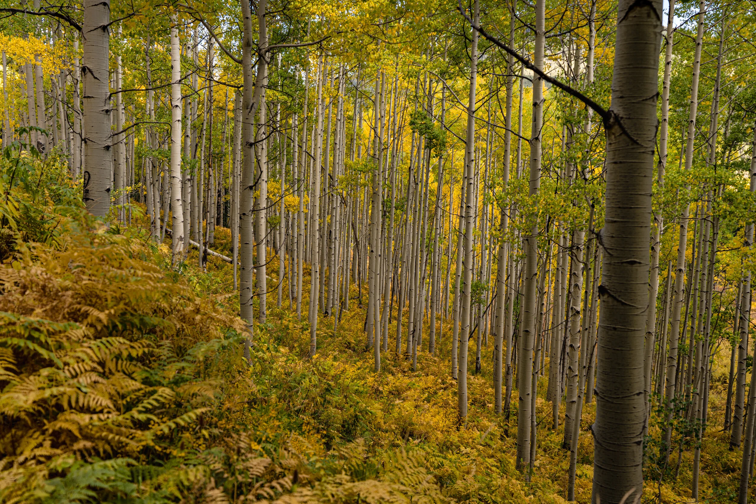 Ohio Pass - Foliage