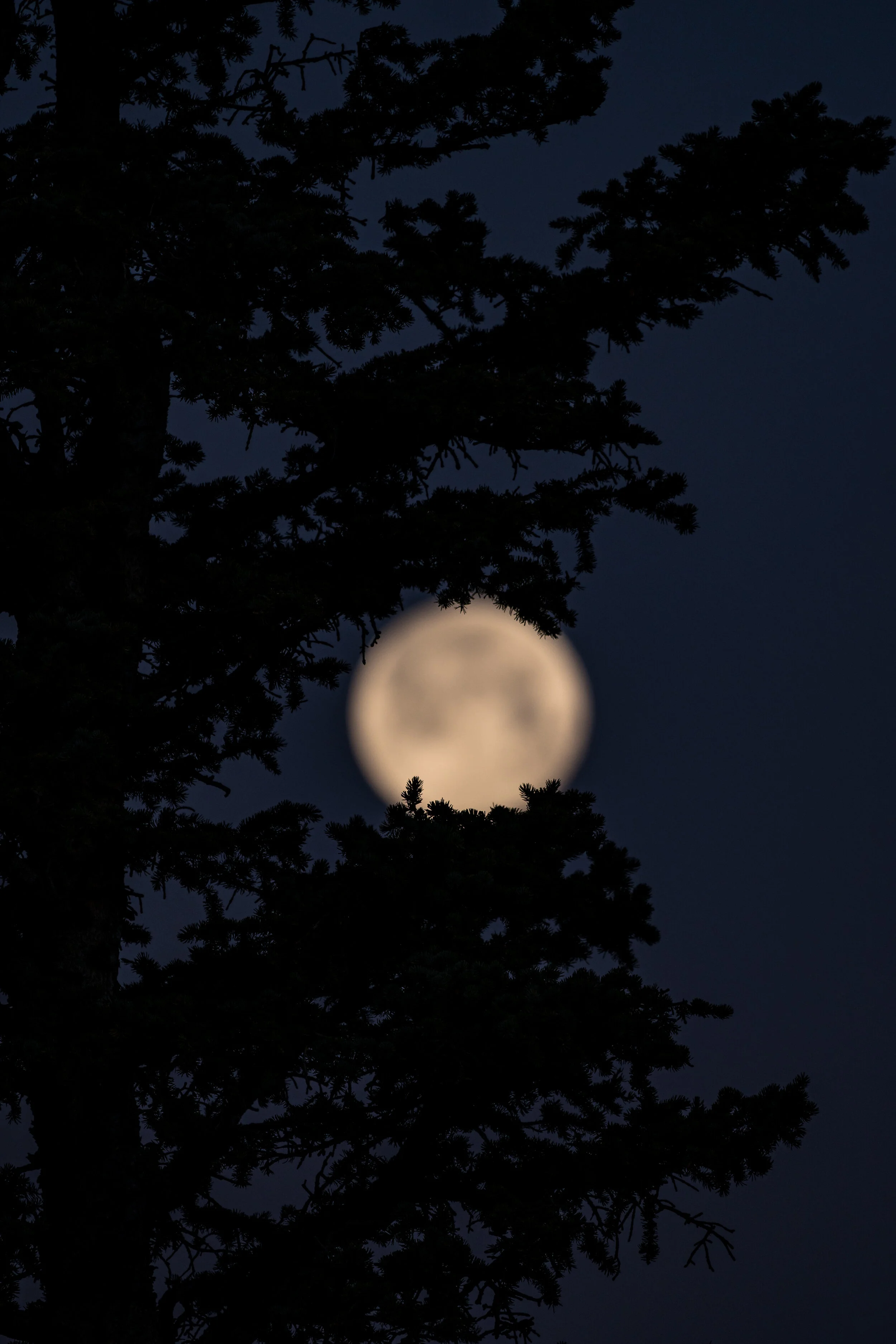 Anatomy of a Composition - Man in the Moon