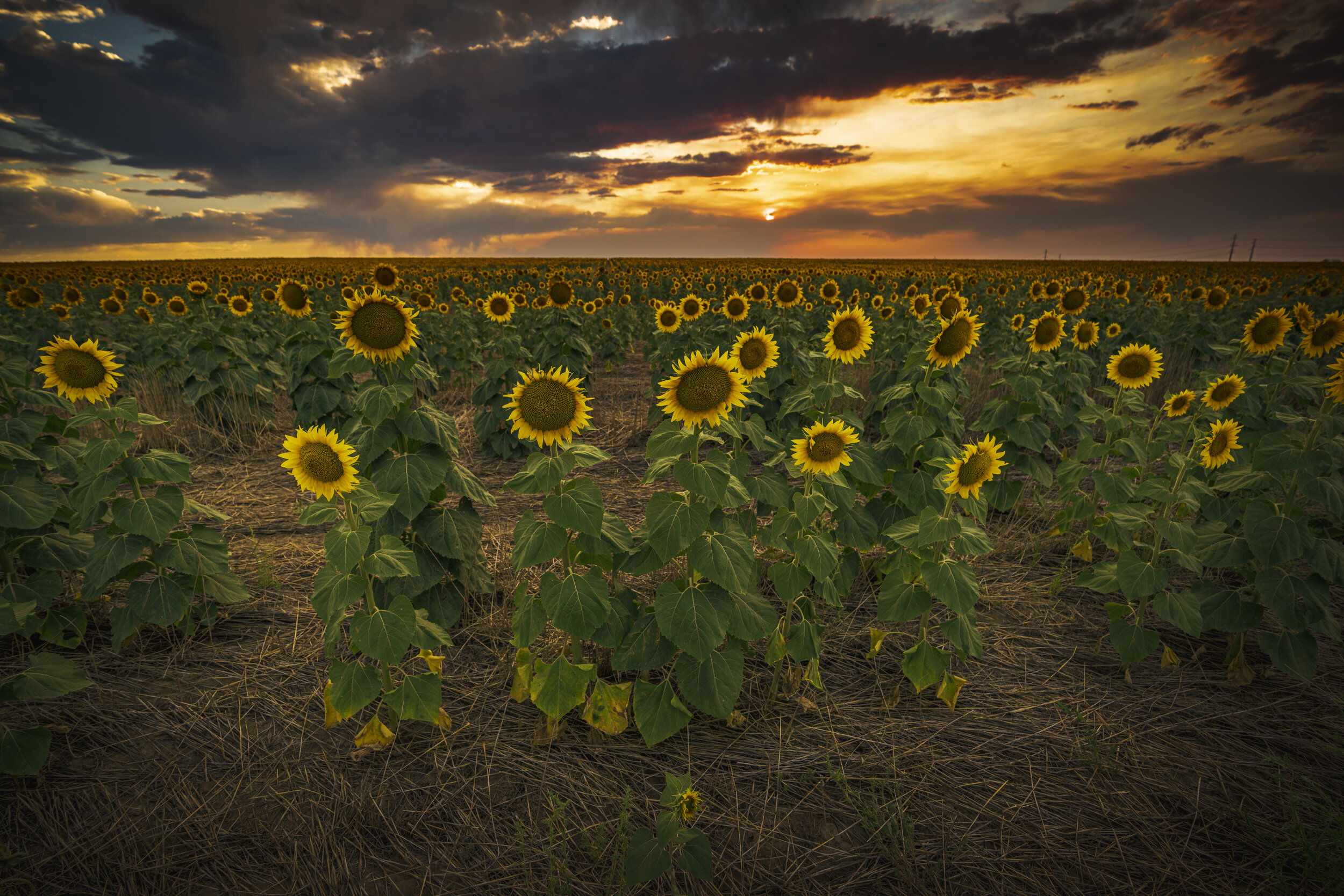 Roadside Attractions - DIA Sunflowers XIV