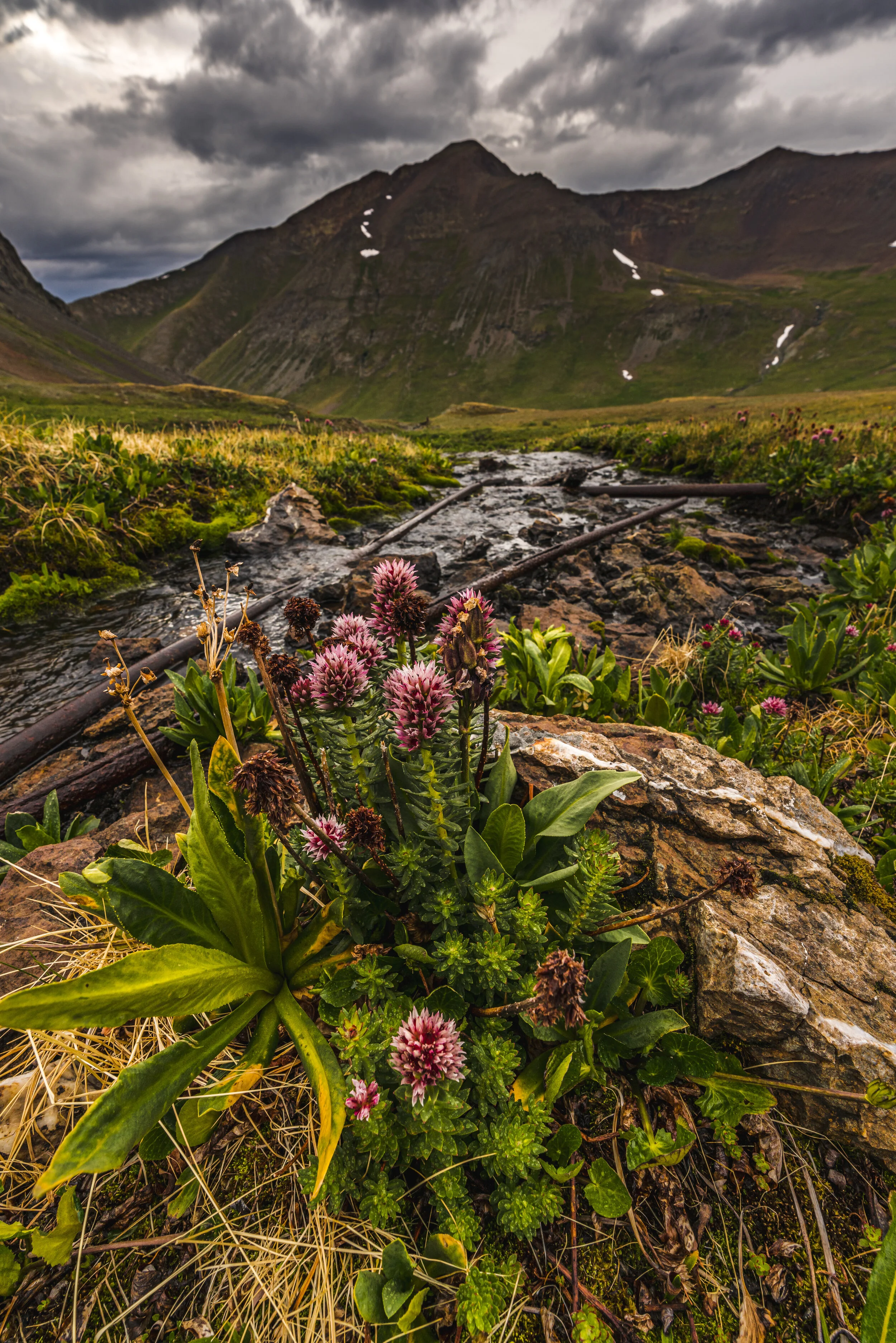 Anatomy of a Composition - Uprooted