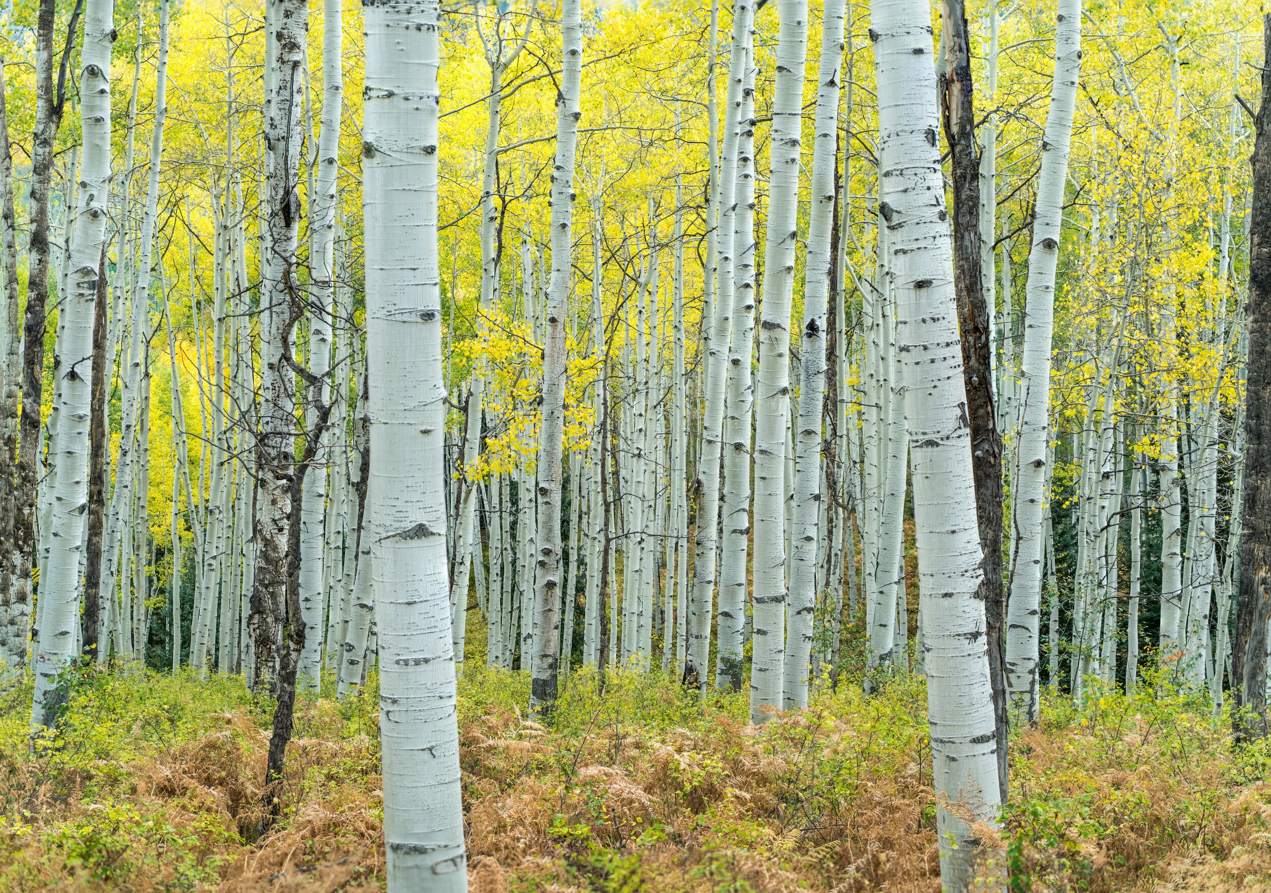 A Colorado Calendar for 2021