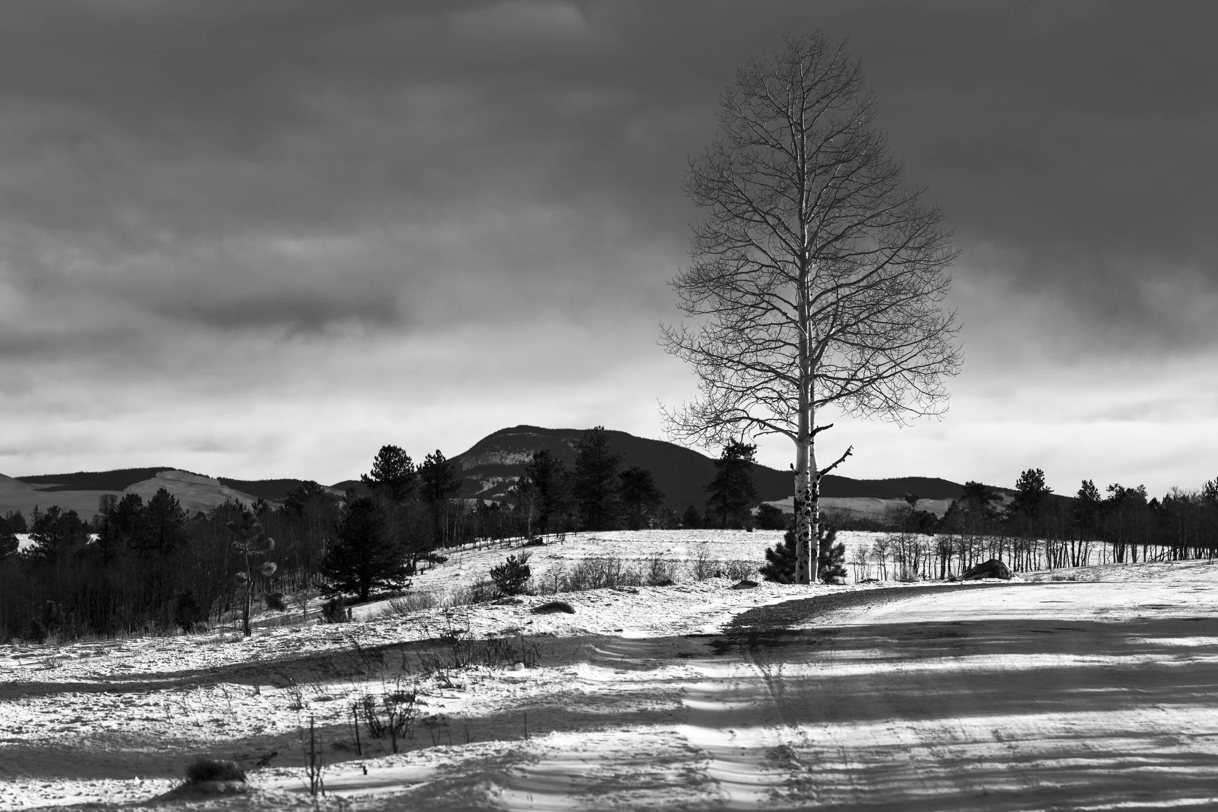 An Aspen Slumbers B/W