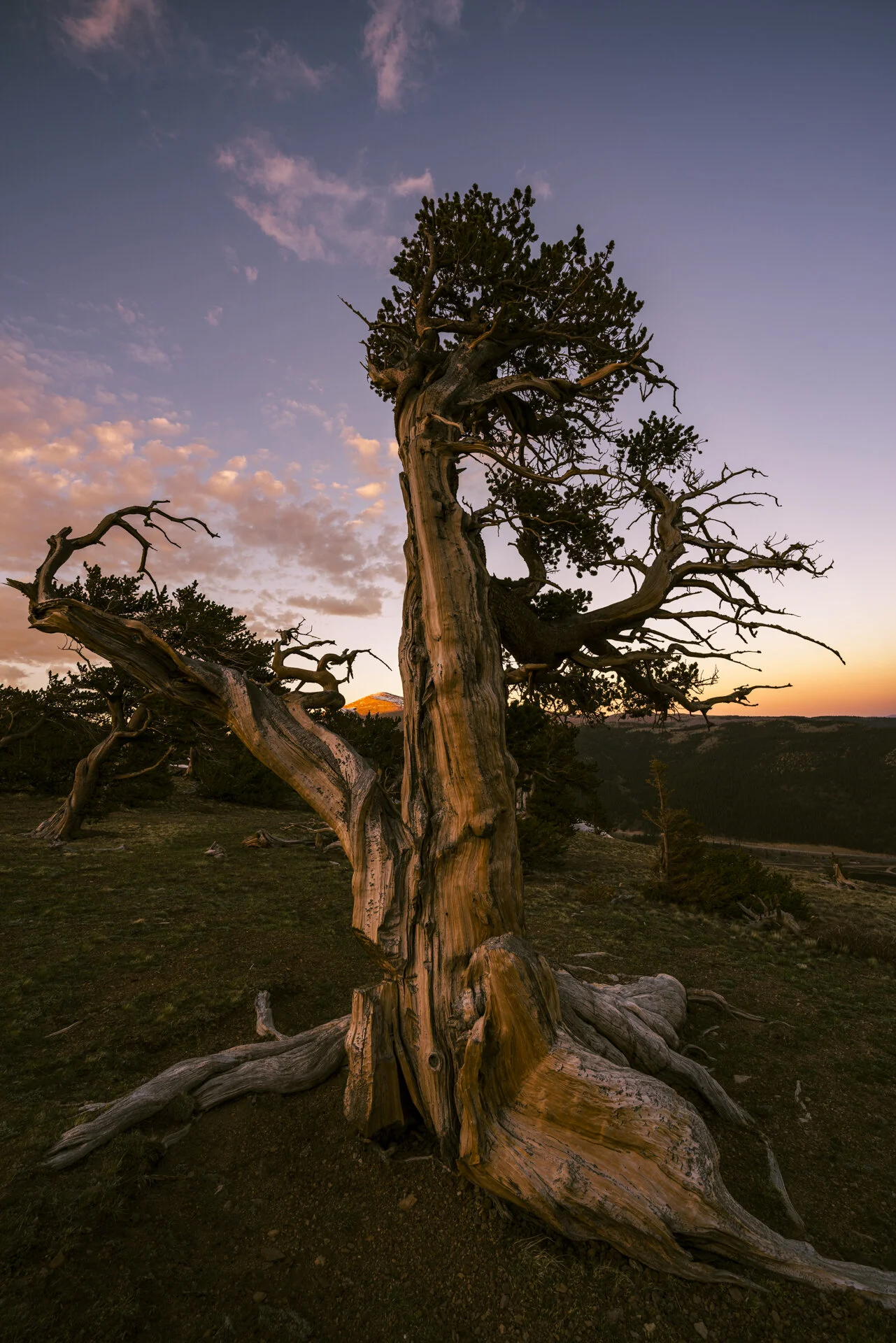 Anatomy of a Composition - Time Travelers