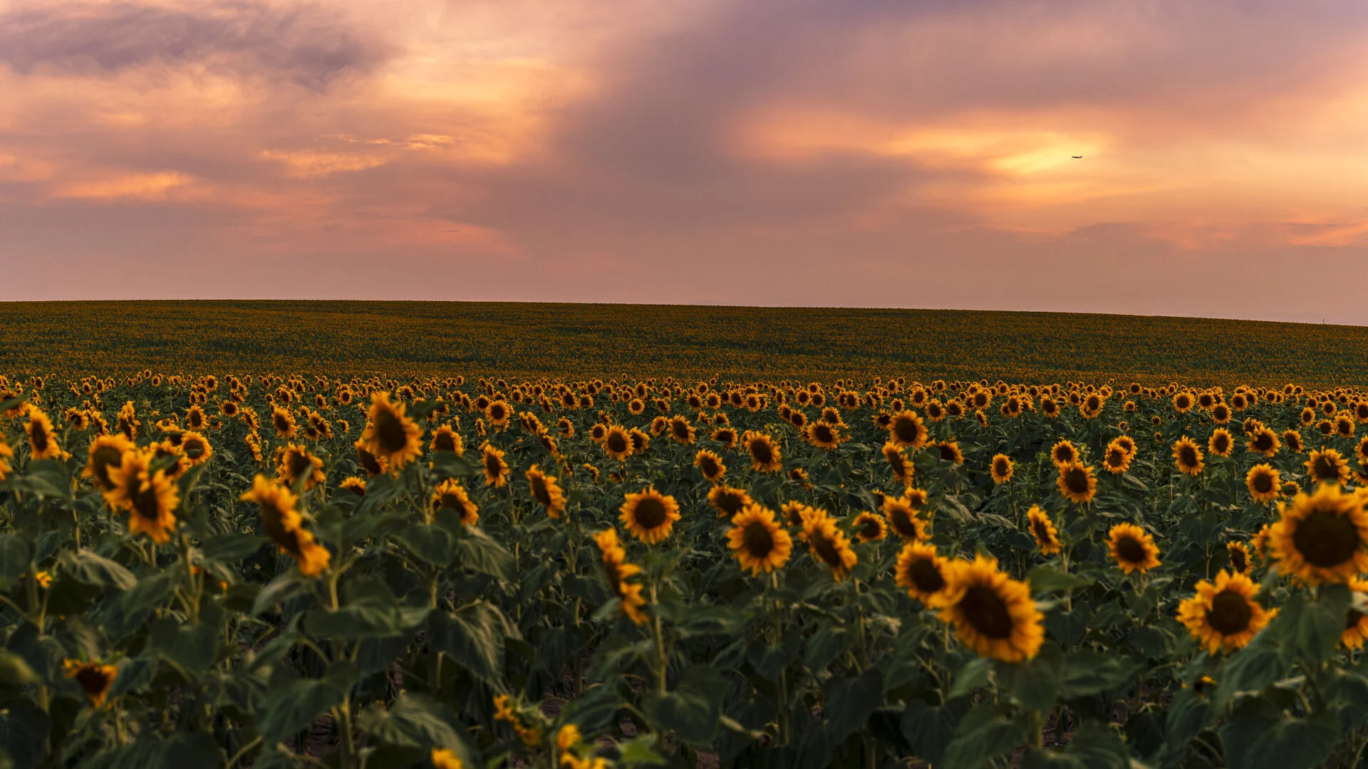 Anatomy of a Composition - Safety in Numbers