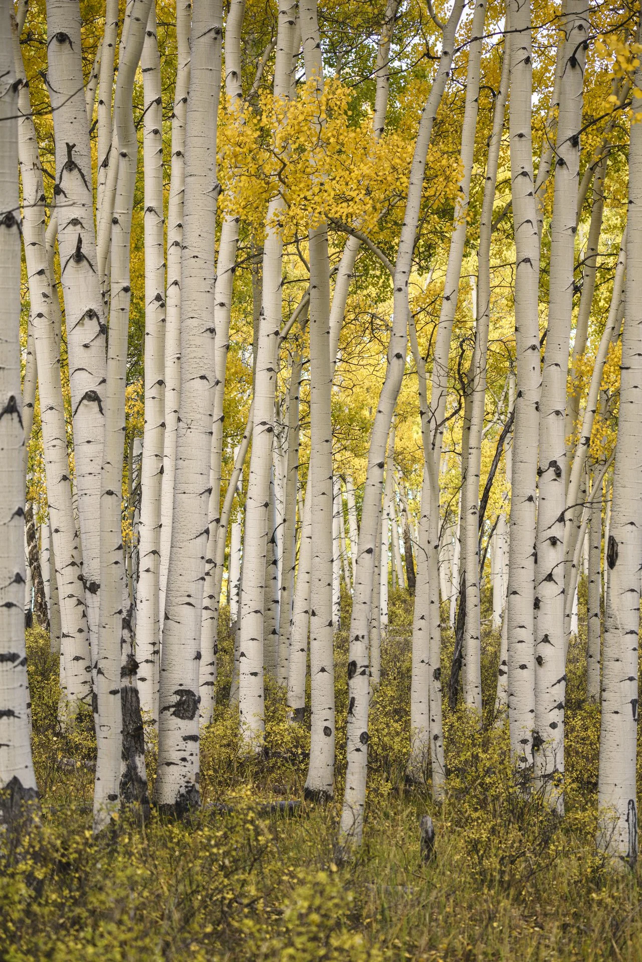Anatomy of a Composition - Finding Fall (Aspens)