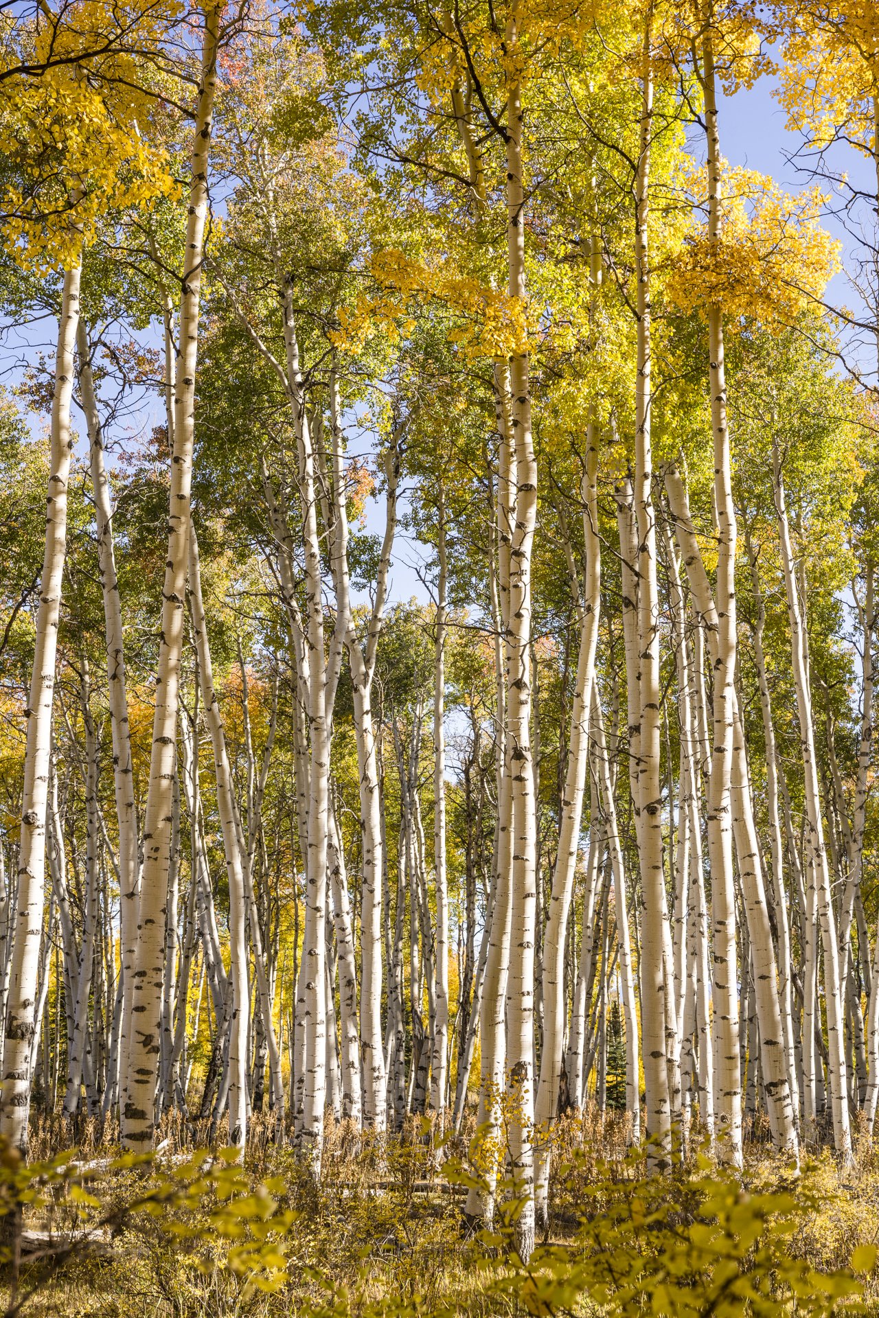 Finding Fall XXIII