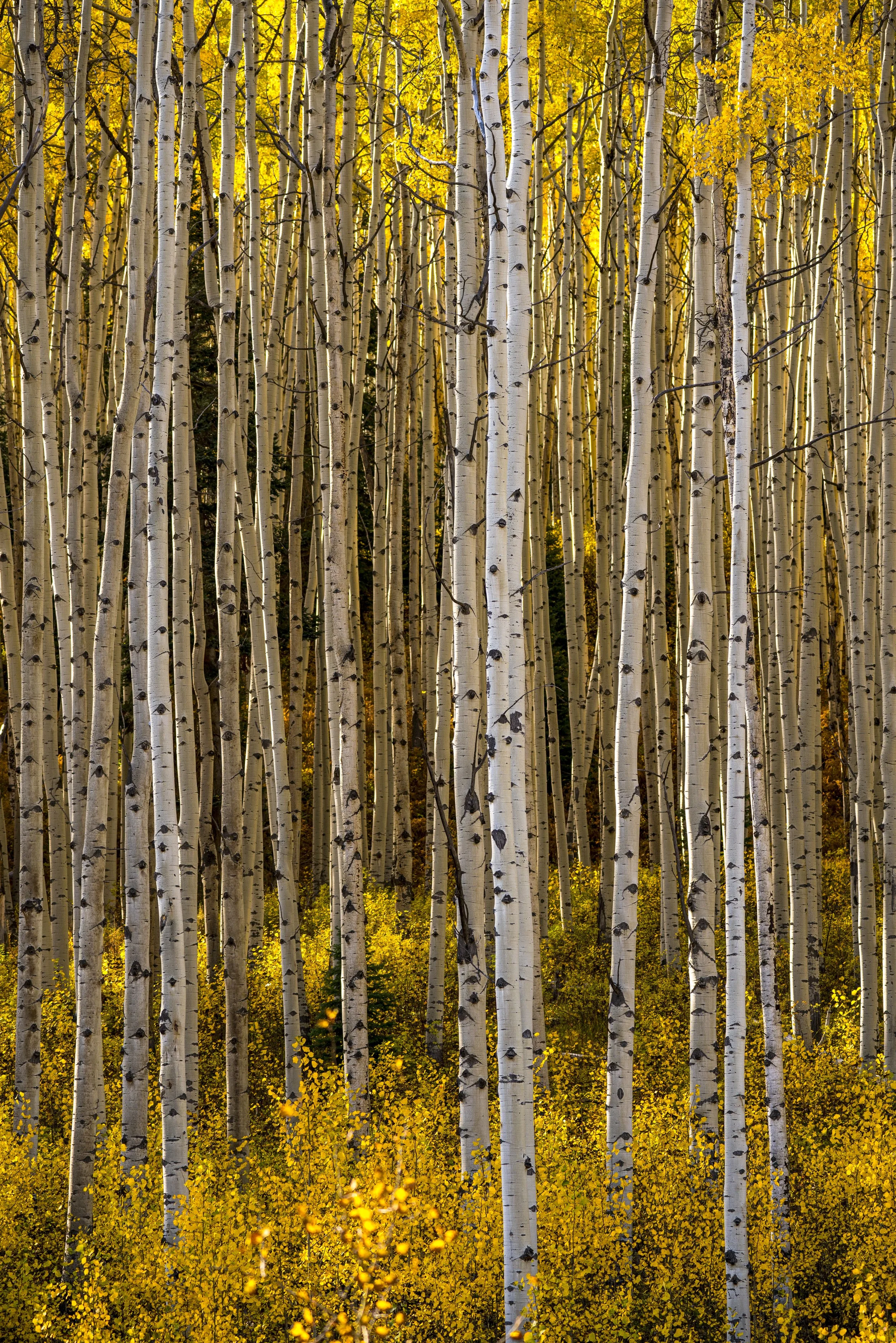 Fall Color Tour 2022 - Aspens