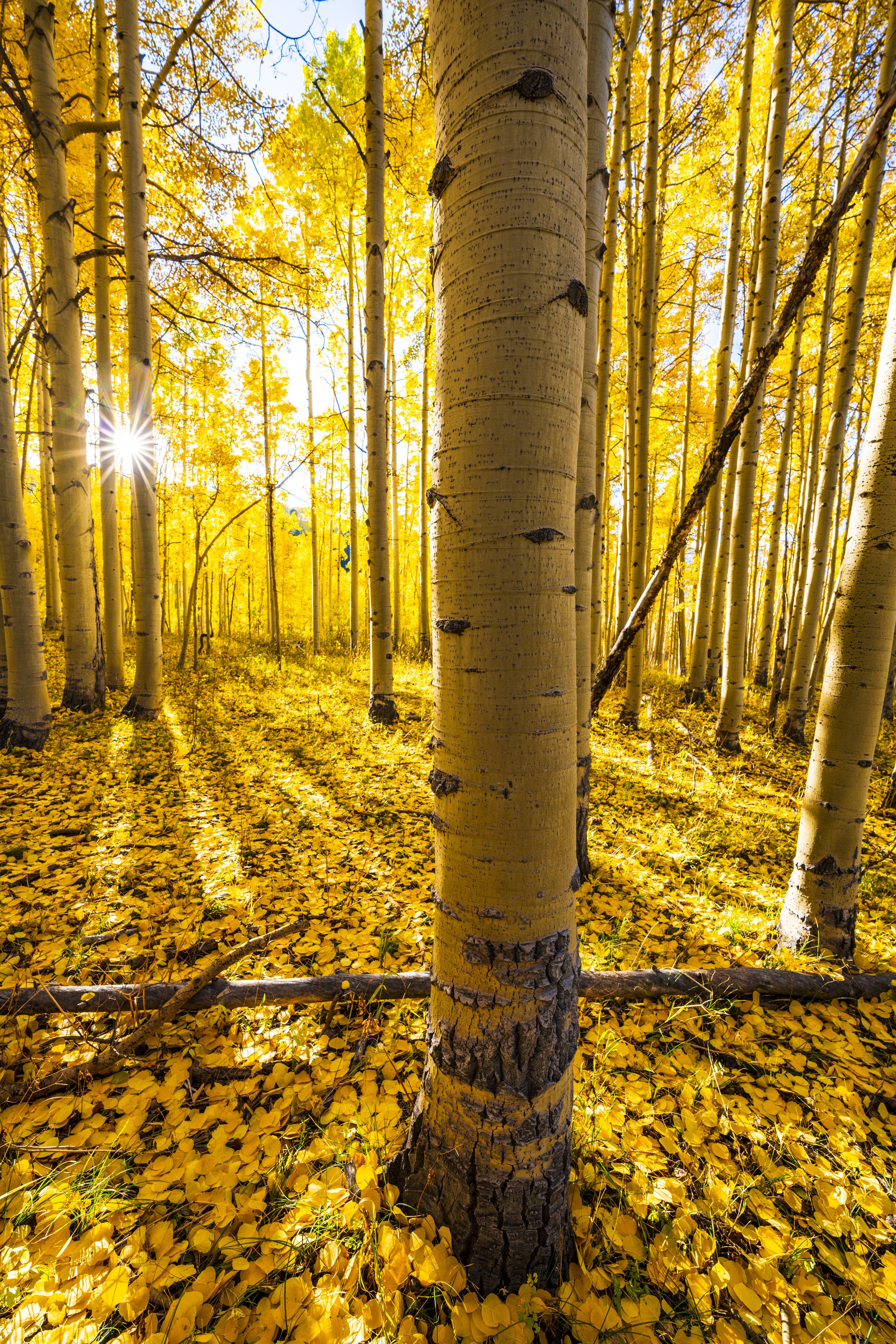 Fall Color Tour 2022 - Aspens