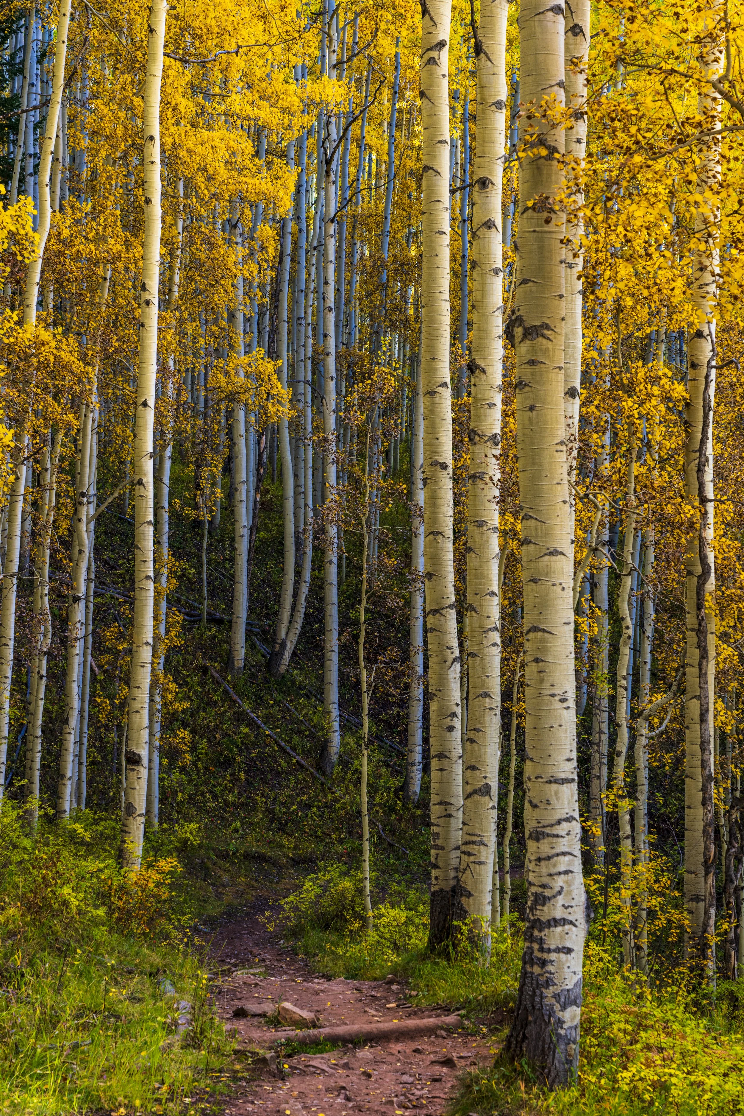 Fall Color Tour 2022 - Aspens