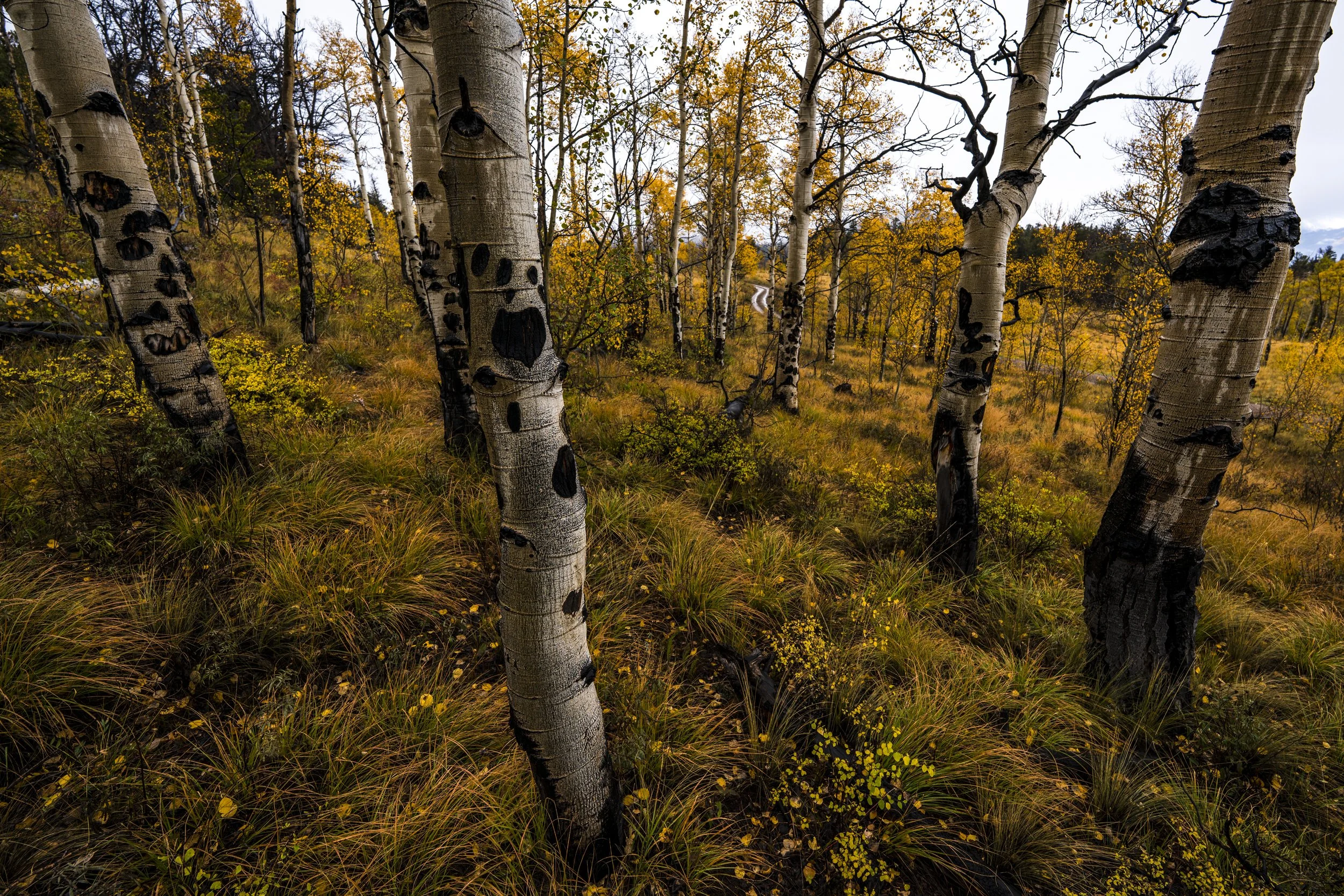 Fall Color Tour 2022 - Aspen Ridge