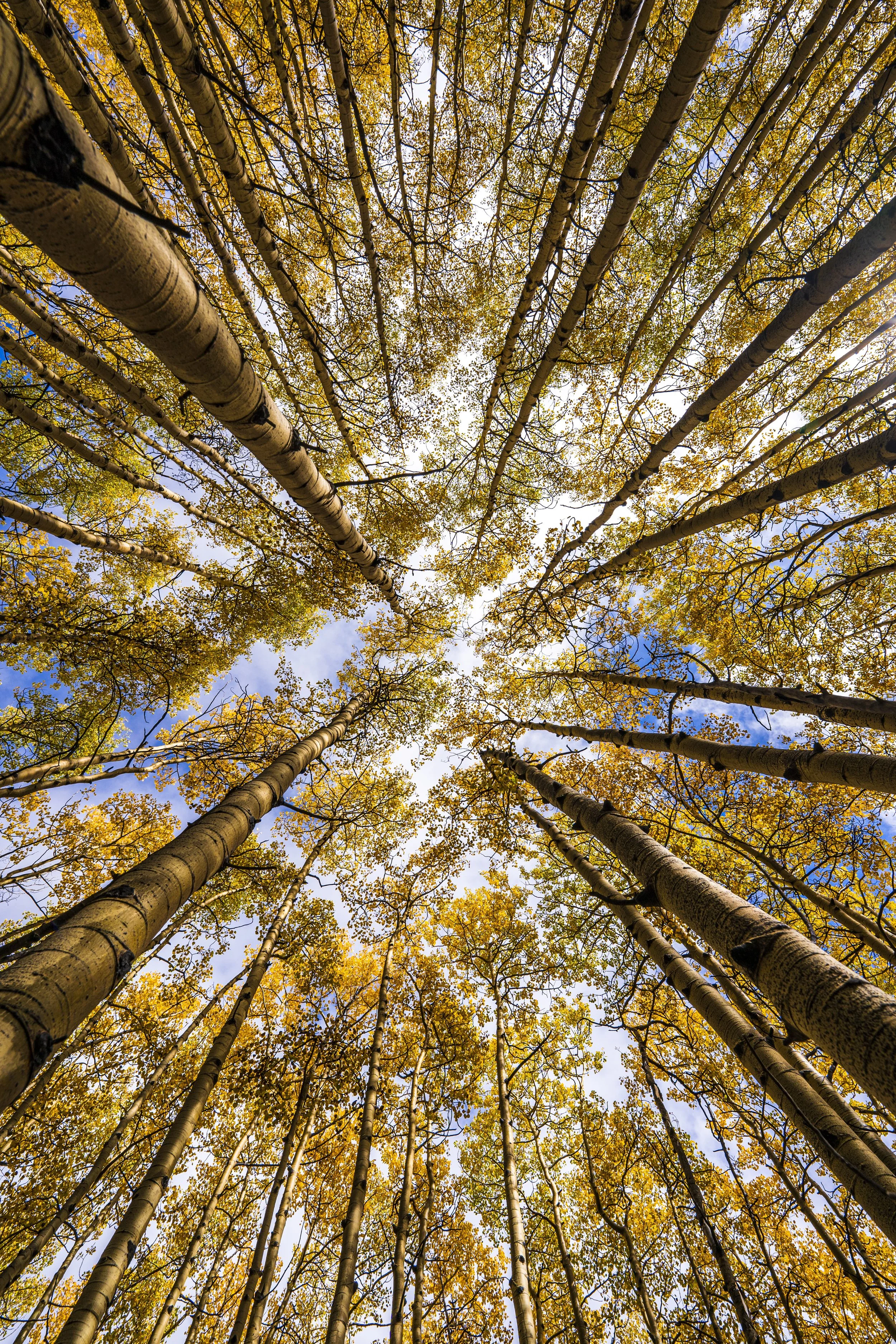 Fall Color Tour 2022 - Aspen Canopy