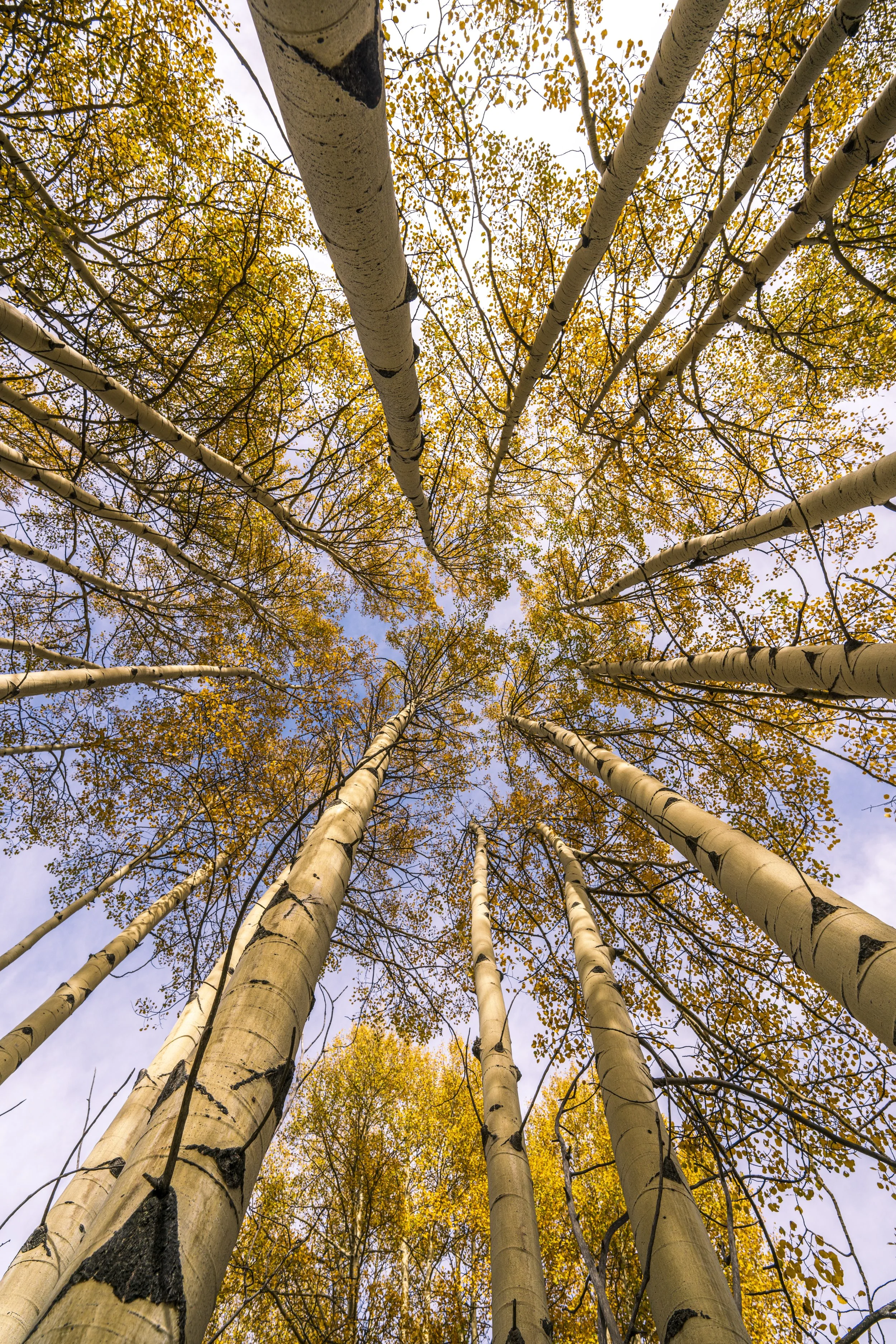 Fall Color Tour 2022 - Aspen Canopy